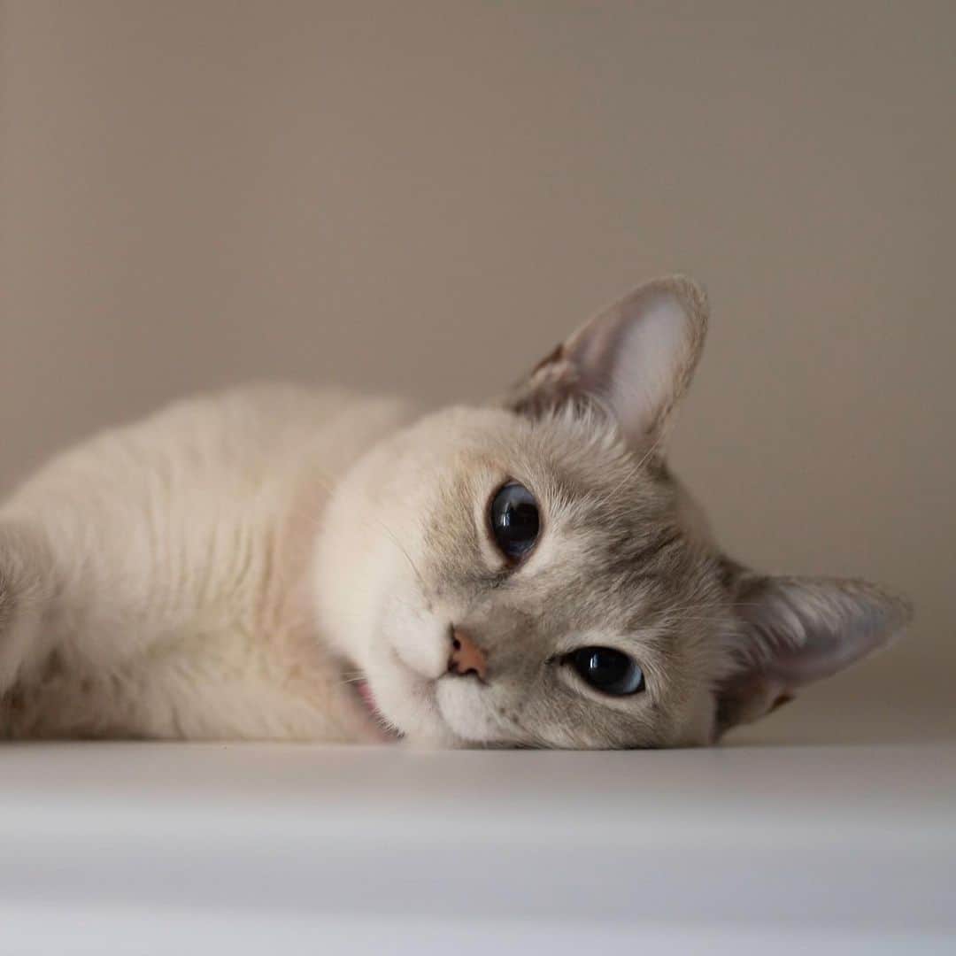 五十嵐健太さんのインスタグラム写真 - (五十嵐健太Instagram)「いつもiPhone撮影なので、たまにはカメラを出しました #猫　#cat #シャムミックス　#シャムトラ」7月21日 20時19分 - tobineko_0