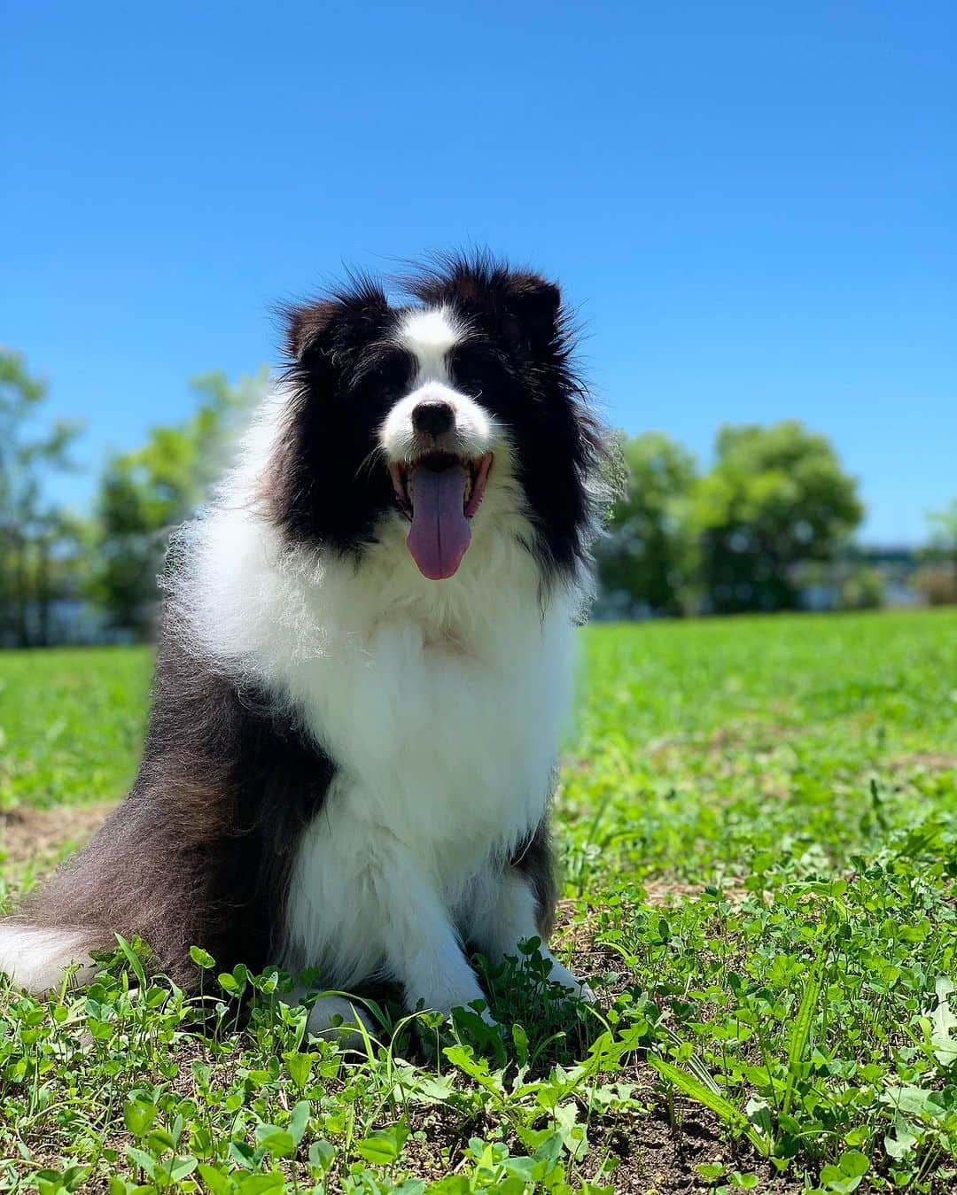 犬バカ部宣伝部長のインスタグラム