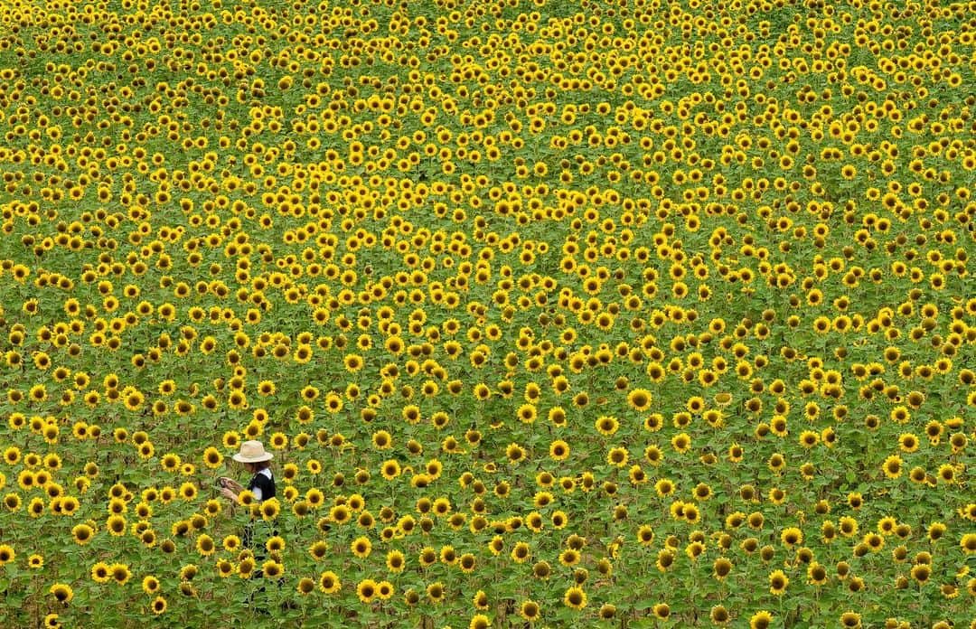 詩歩のインスタグラム：「まるで絨毯のように広がる一面のひまわり畑🌻  見ているだけで元気をもらえるような夏の風物詩、そろそろ見頃を迎える場所もありそう！この写真は広島県で8月に見頃を迎える  のひまわり畑です。  東京から1泊2日で旅行しつつ、  や気になってたホテル 2 も訪問できて、さらに大好きなネコ様との触れ合いも💓 一石二鳥ならぬ”一石四鳥”の大満足なひとり旅でした。  尾道エリアは徒歩で散策できるから、気ままに回りたいひとり旅に超おすすめ🙆‍世羅高原農場はアクセスがなかなか難しいけど頑張って調べたら意外とレンタカーせずに行くことができました。　  今回のnote連載では、そんなプライベートで行ったクルマを使わないひとり旅の様子をまとめました。  ・この写真の場所はどこ？ ・旅費はいくらかかったの？ ・どの電車／バスに乗っていったの？ ・撮影したのは何月何日？  ＜noteマガジン自主連載＞ - 電車とバスで行く！日本の絶景ひとり旅⑥ −尾道とひまわり畑、ときどきネコ  https://note.com/shiho_zekkei  👉WEBから会員登録なしで無料で読めます！プロフィール欄のリンクから「note」をご覧ください。  ＜他の広島県の投稿＞ こちらのタグから見れます / Posts of this area can be found in this tag.→   （集合体恐怖症の人は1枚目の写真が怖いかしら…笑）    cover the entire area like a carpet! This photo shows the sunflower field at , which is at its best in August in #Hiroshima Prefecture. I was able to visit #Onomichi and popular hotel #ONOMICHIU2 while traveling from Tokyo in 2 days, and I was also able to meet cats! It was a very satisfying trip by myself. I recommend it to those who want to explore the Onomichi area on foot. Sera Kogen Farm is not easy to get to, but after doing some research, I was able to get there without renting a car. I am posting my travel schedule for this trip on my blog. Please visit the link "note" from the link in my profile.  📷 Aug 2018  📍広島県 尾道＆世羅高原農場/ Hiroshima Japan   ©︎Shiho/詩歩」