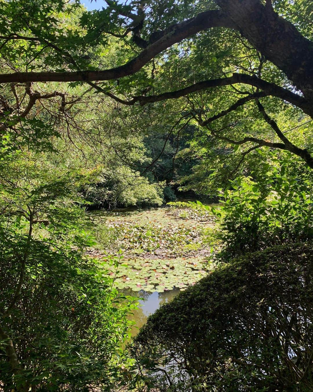 米田有希のインスタグラム：「京都🌿🌳⛩」