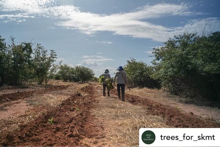 坂本龍一のインスタグラム：「re-post • @trees_for_skmt As the Trees for Sakamoto project continues to take root, we are pleased to announce the first donation recipient: Brazil’s Atlantic Forest.  We are finalizing the donation platform, and the project will start soon. Stay tuned for the announcement of additional recipients in the days to come!   Once six times the size of the UK, the Atlantic Forest has been reduced to disparate fragments as the result of agricultural expansion. Over a mere 20 years, the Atlantic Forest has lost over 80% of its original forest cover with dire consequences for the region’s rich biodiversity. There is a pressing need to reconnect these forest fragments, thereby creating more space for wildlife such as the endangered native black lion tamarin to thrive.  Your donation will help provide trees to the Atlantic Forest in partnership with WeForest, an international non-profit organization dedicated to sustainable reforestation.  Stay posted for the announcement of additional recipients in the days to come.  《TREES FOR SAKAMOTO》では寄付先の選定を続けております。ここでは決定した寄付先をひとつずつお知らせしていきたいと思います。  ブラジルの大西洋岸にある森林地帯、ポンタウ。 農業地帯の拡大により、イギリスの６倍ほどあった森林が80%以上が失われてしまい、今では断片的な森が点在し、森林とは呼べないほどの状況にあり、この地域の豊かな生物多様性にも深刻な影響を与えています。ここでは点在した森林を再びつなぎ、動物たちの生活できる環境を作りだすことが急務となっています。  《TREES FOR SAKAMOTO》では、現地での森林保全活動を行なっているWeForestと提携し、植樹の寄付を行います。  TREES FOR SAKAMOTO正在持续选择捐赠对象。在此，我们会逐一告知已确定的捐赠对象。  巴西大西洋沿岸的森林地区，蓬塔尔。  由于农业用地的扩张，相当于英国面积六倍的森林面积减少了80%以上，相当于英国面积的六倍，如今只剩下零散的森林，陷入了无法称之为森林的状况，这对该地区丰富的生物多样性造成了严重影响。现在迫切需要将这些零散的森林重新连接起来，创造出动物们能够生活的环境。 在TREES FOR SAKAMOTO项目中，我们将与在当地从事森林保护活动的WeForest合作，进行植树捐赠。  Pictures©IPE©WeForest  https://trees4skmt.org  #trees4skmt #坂本龍一 #ryuichisakamoto #skmtnews」