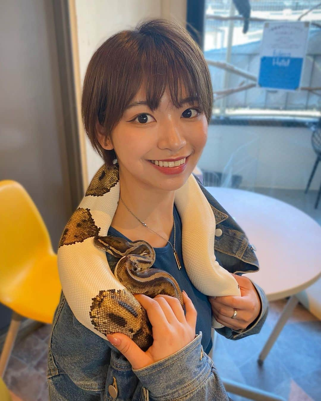 小坂田純奈のインスタグラム：「蛇抱っこした時の🐍❤️‍🔥  ずっと抱っこしてみたくて憧れだったからめちゃ嬉しかった🥹 思ってたより柔らかくてムニムニしてた🫶🏻 しかもおとなしくて自分の身体を枕にして寝始めたの堪らなく愛おしかった…  みんなの好きな動物教えて❤️‍🔥  #動物好き #動物好きな人と繋がりたい #動物好き女子 #蛇好き #ボールパイソン #ボールニシキヘビ #蛇 #フレカ」