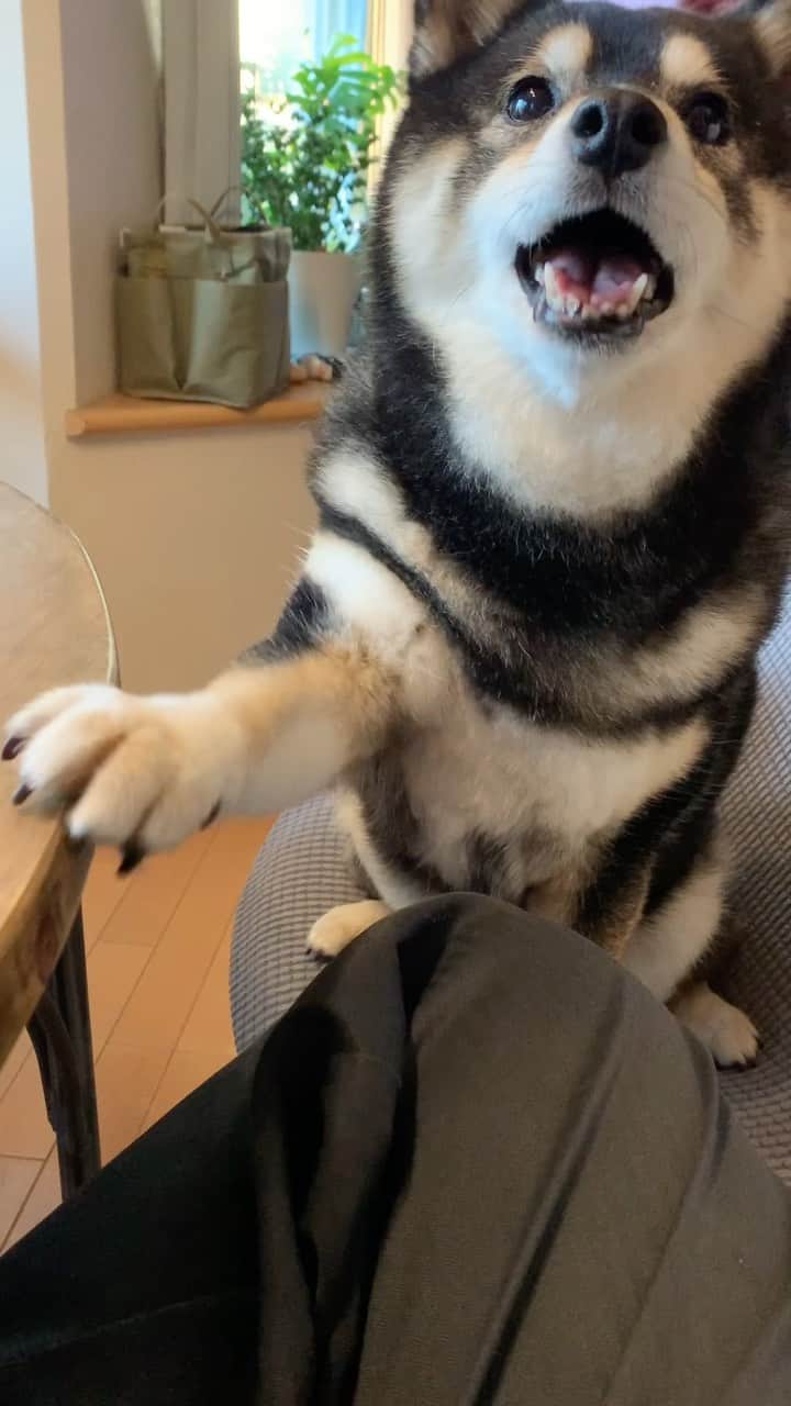 吾子のインスタグラム：「・ ・ なんかたべたい🐶🩷 ・ ・ ・ ・ ・ 暑いわん🐶💦 ・ ・ ・ ・ ・ ・ ・ ・ ・ ・ #ご飯食べたばっかり #いつでもうまうま🐶🩷 #sapporo  ・ 北海道の柴犬 #柴北会 の皆ワン🐶暑い日は水いっぱい飲もう〜🐶✨ ・ #adorable #instadog#shibainu#dog#柴犬ライフ #instashiba#柴犬マニア #9gag #barked #kuroshiba#socute #cutedog#いぬのきもち #黒柴 #dogstagram_japan」