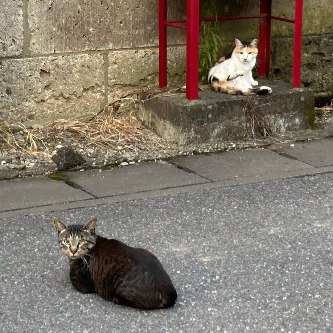 やふさんのインスタグラム写真 - (やふInstagram)「日中は暑すぎて危険なので、日の出とともに起きてランニングしてます。猫たちもこの時間には活動してて、出会えること多いのよね。 . #cat #neko #catlovers #catsofinstagram #catstagram #instacat #猫 #ねこ #ネコ」7月21日 22時06分 - kyafy