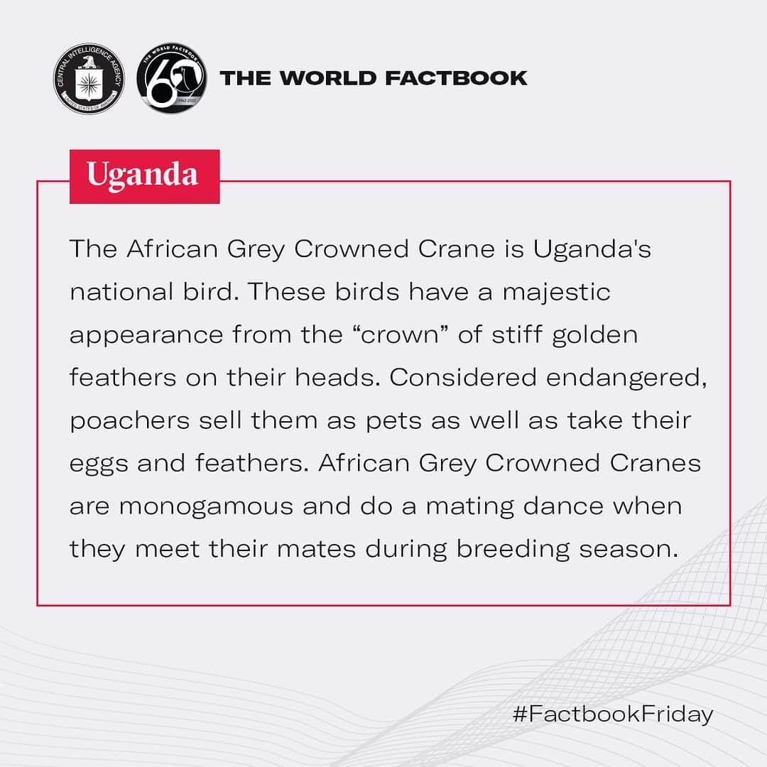 CIAさんのインスタグラム写真 - (CIAInstagram)「This week's Factbook Friday presents the African Grey Crowned Crane. #DYK this endangered bird wears a "crown" of stiff golden feathers on its head and is also the national bird of Uganda?  #FactbookFriday #Uganda」7月21日 22時16分 - cia