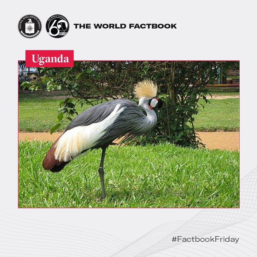 CIAさんのインスタグラム写真 - (CIAInstagram)「This week's Factbook Friday presents the African Grey Crowned Crane. #DYK this endangered bird wears a "crown" of stiff golden feathers on its head and is also the national bird of Uganda?  #FactbookFriday #Uganda」7月21日 22時16分 - cia