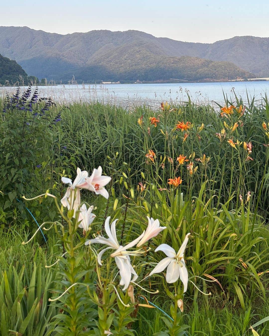 三條場夏海さんのインスタグラム写真 - (三條場夏海Instagram)「少し曇ったこの空気感と夕方のお花🪷 大好物かもしれない。美」7月21日 22時30分 - natsumi_sanjouba
