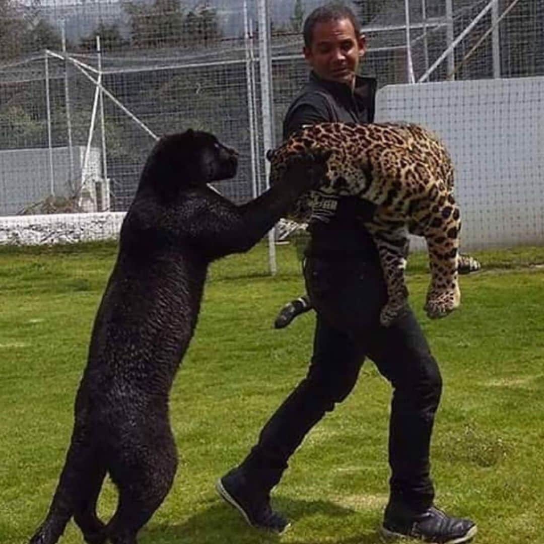 Black Jaguar-White Tiger さんのインスタグラム写真 - (Black Jaguar-White Tiger Instagram)「Stealing the boyfriend :)」7月21日 22時26分 - blackjaguarwhitetiger