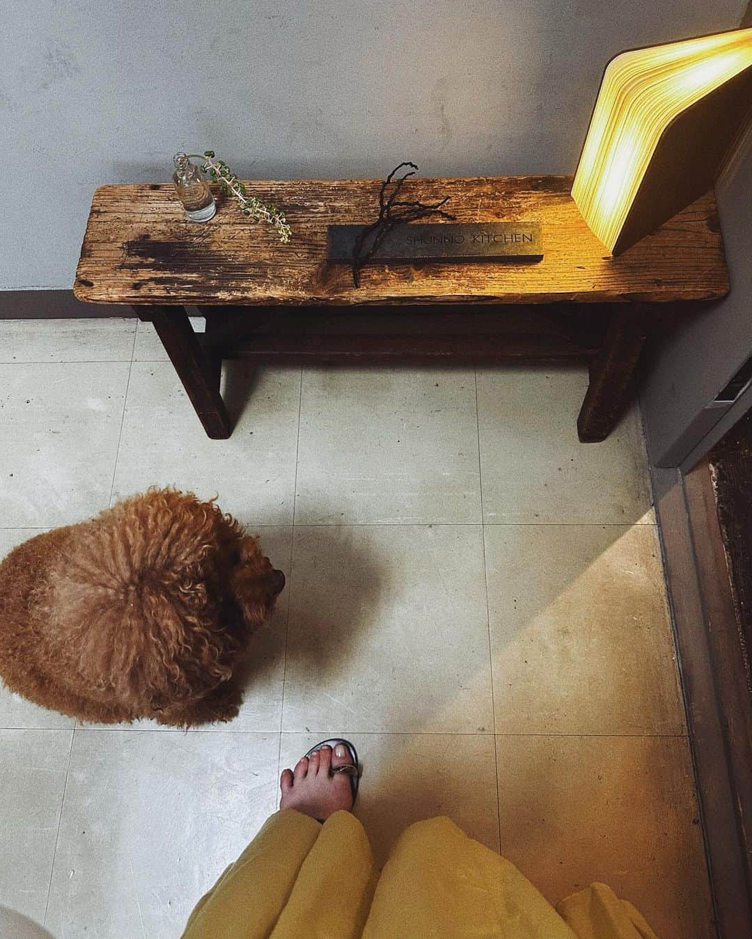 樹神のインスタグラム：「アズキさん♡お見送りしてくれた。 かわいいぃ。  想像してたより随分大きなフワモコな女の子。  @azukithepoodle  @shunnokitchen」
