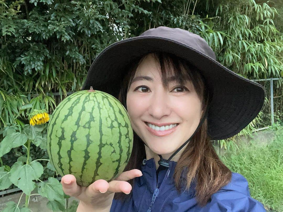 前田ゆかのインスタグラム：「小玉スイカ🍉 コロンと丸い ピノガールを 初収穫🙌  人工授粉も出来なかったけどすくすくとよく育って くれました👍  スイカは中身を切ってみないとわからない。  包丁で半分に切ってみたら真っ赤っか♥️タネも少なめで こんなに完熟してるとは思ってもみませんでした☺️ 皮が薄く濃厚で完熟な甘さに感激👏  夏🟰スイカといえばこのサラダ🥗  ドレッシングがなくても フェタチーズの塩味と少量の 黒胡椒、ミントの葉があればとても美味しいサラダの完成 最後にオリーブオイルをかけてね！  ギリシャ料理の『スイカのフェタチーズサラダ』  コクと酸味と塩味が甘いスイカにとてもよくあうので夏の一品としてオススメ〜  #無農薬栽培 #無農薬野菜 #まえゆか畑日記 #夏野菜栽培  #スイカ初収穫記念  #自然の恵みに感謝して #今年も感動をありがとう #astierdevillate」