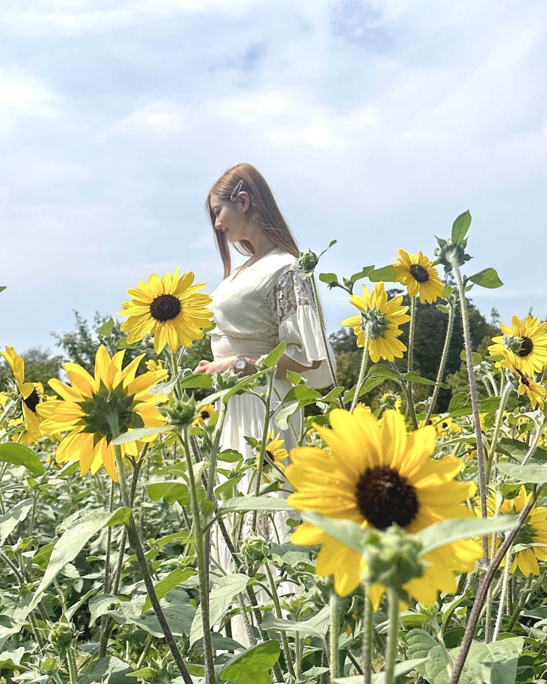 葵百合香（八田愛梨）のインスタグラム：「向日葵🌻 #葵百合香 #av女優 #セクシー女優 #セクシー #高身長 #巨乳 #熟女 #人妻 #レースクイーン #向日葵 #向日葵畑」