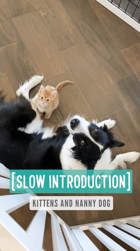 Jazzy Cooper Fostersのインスタグラム：「Slow introduction — Kittens and nanny dog  VIB have been out of quarantine for over a week!! I have been recording their interactions daily and I’ll be posting their progress bits by bits. There are so many clips, I just need time to process them.  VIB and the Bears got to know each other through the gate. Having a barrier helps them feel less threatened or overwhelmed. I have been letting VIB meet the pups on leash. In some cases, introduction during a stimulating activity (like walking) can reduce the tension between the parties. We use this often when introducing new dogs. Vanilla and Smokey were uncomfortable at first. The important thing is they weren’t forced to meet. They always had a choice to go away. Sunny Bunny Ginger Bear just wanted to play with anyone. What a sweet sweet boy he is. Baby and Ice did great too! To be continued...」