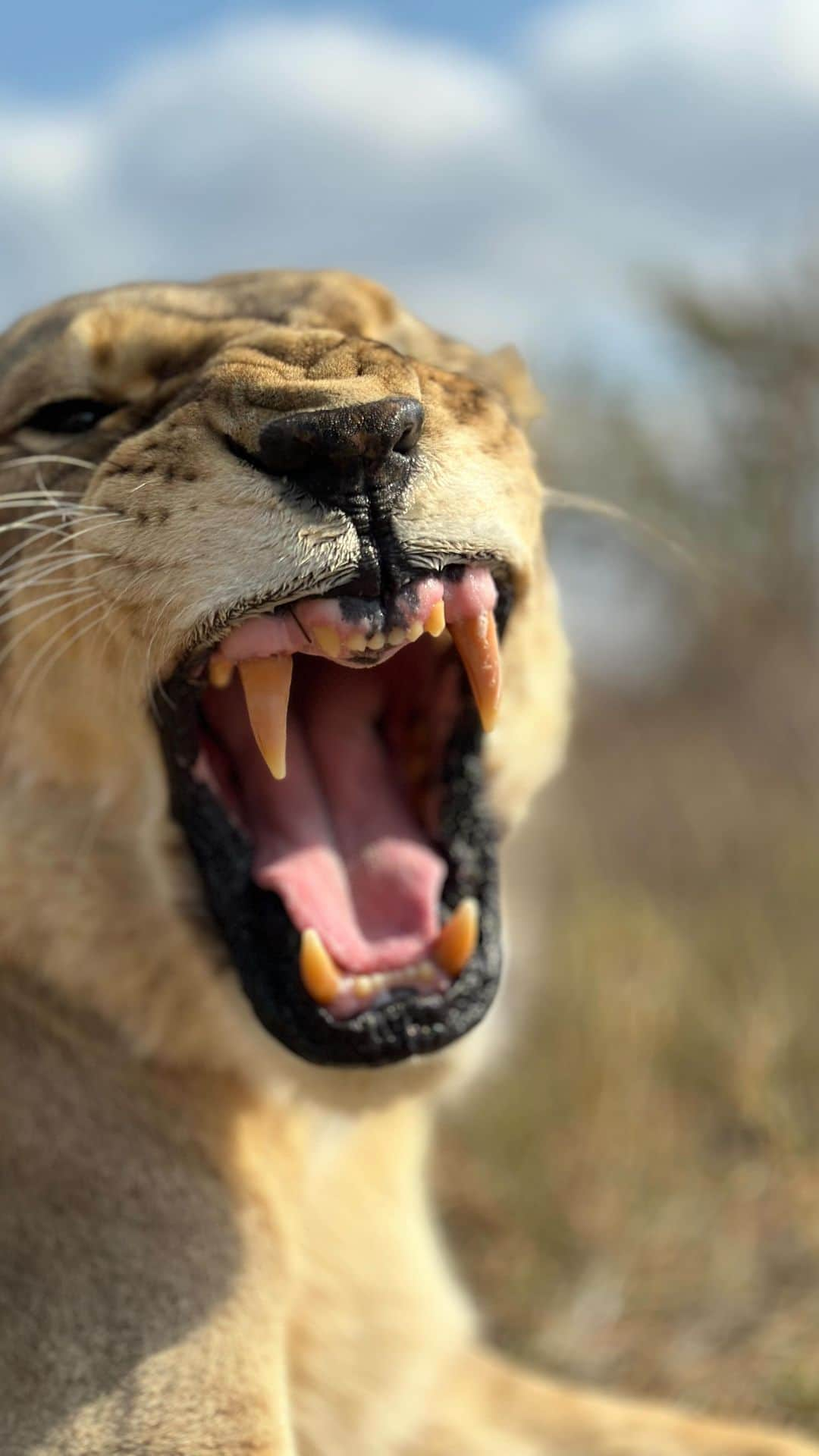 Kevin Richardson LionWhisperer のインスタグラム