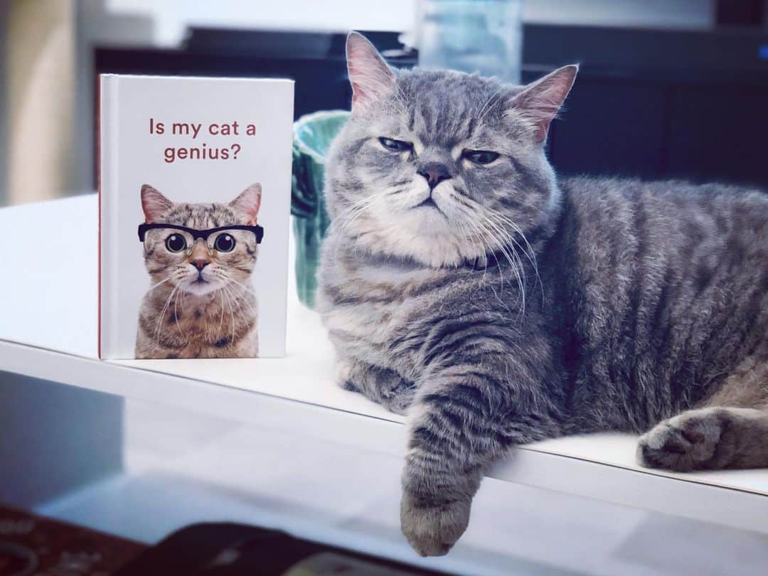 Pancakeのインスタグラム：「🧐🤔 #cats #munchkincat #マンチカン短足 #まんちかん #猫部 #ねこ部 #猫のいる暮らし」