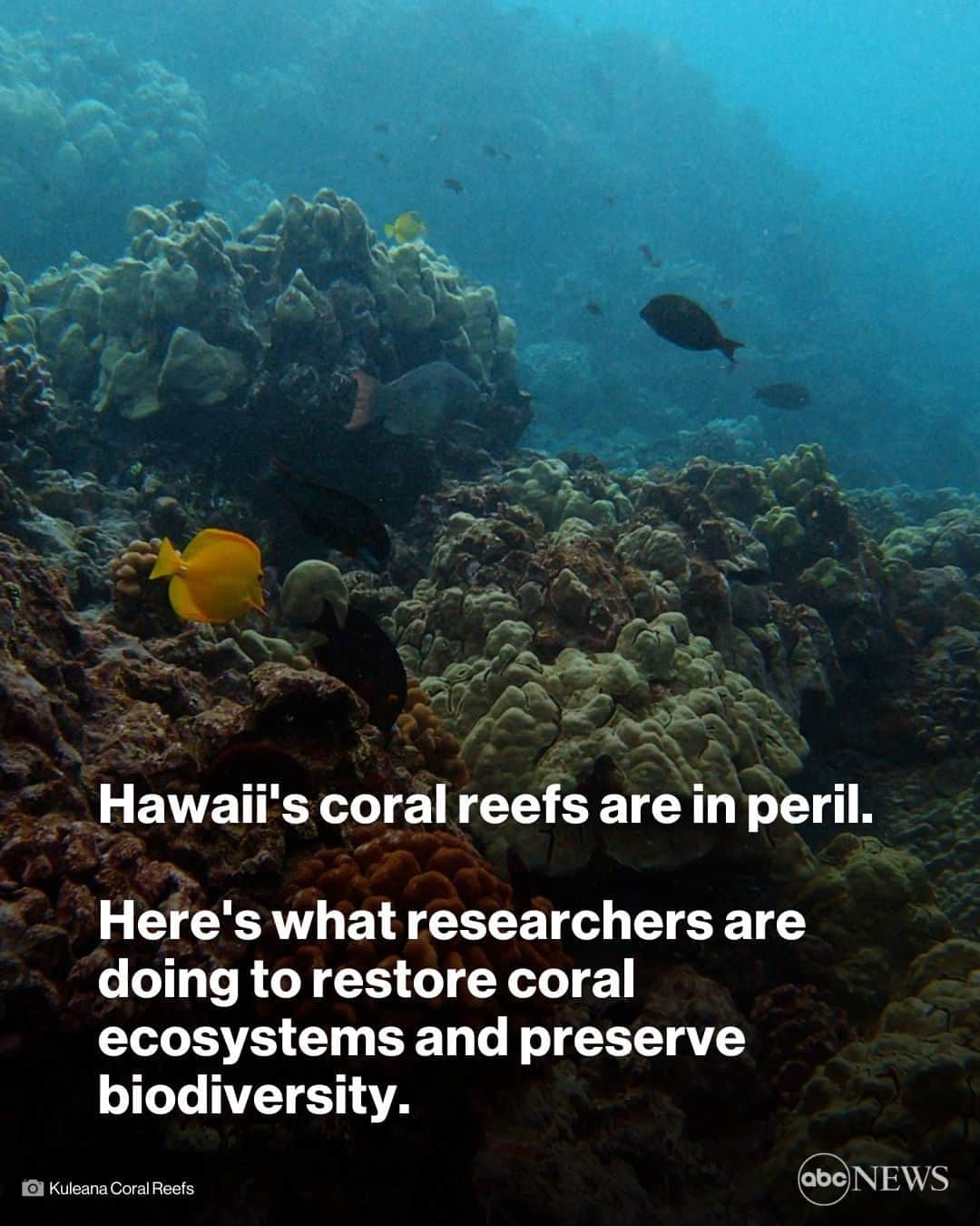 ABC Newsのインスタグラム：「Coral reefs are known as the rainforest of the sea and the foundation of the ocean, and they are dying almost everywhere they are found. Hawaii is one of the places on earth that would feel the loss of live coral the most. MORE AT LINK IN BIO.」