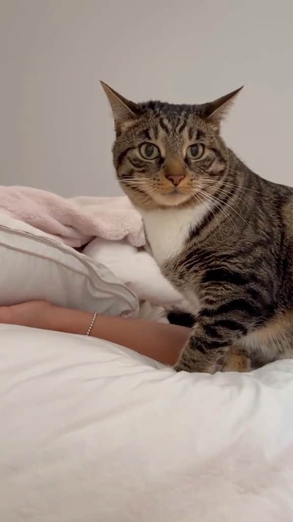 Cute Pets Dogs Catsのインスタグラム：「“Give me food or you become the food”  Credit: beautiful @marleymalin (marleymalin on tt) ** For all crediting issues and removals pls 𝐄𝐦𝐚𝐢𝐥 𝐮𝐬 ☺️  𝐍𝐨𝐭𝐞: we don’t own this video/pics, all rights go to their respective owners. If owner is not provided, tagged (meaning we couldn’t find who is the owner), 𝐩𝐥𝐬 𝐄𝐦𝐚𝐢𝐥 𝐮𝐬 with 𝐬𝐮𝐛𝐣𝐞𝐜𝐭 “𝐂𝐫𝐞𝐝𝐢𝐭 𝐈𝐬𝐬𝐮𝐞𝐬” and 𝐨𝐰𝐧𝐞𝐫 𝐰𝐢𝐥𝐥 𝐛𝐞 𝐭𝐚𝐠𝐠𝐞𝐝 𝐬𝐡𝐨𝐫𝐭𝐥𝐲 𝐚𝐟𝐭𝐞𝐫.  We have been building this community for over 6 years, but 𝐞𝐯𝐞𝐫𝐲 𝐫𝐞𝐩𝐨𝐫𝐭 𝐜𝐨𝐮𝐥𝐝 𝐠𝐞𝐭 𝐨𝐮𝐫 𝐩𝐚𝐠𝐞 𝐝𝐞𝐥𝐞𝐭𝐞𝐝, pls email us first. **」