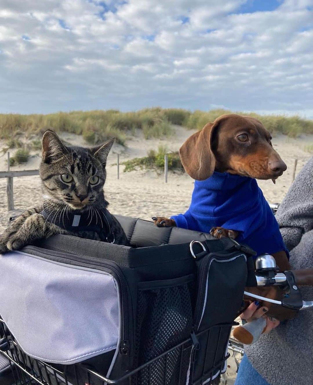 Bolt and Keelさんのインスタグラム写真 - (Bolt and KeelInstagram)「Good friends make for good adventures🐾🌤️  @adventrapets ➡️ @oliverscatventures @lil.wim  —————————————————— Follow @adventrapets to meet cute, brave and inspiring adventure pets from all over the world! 🌲🐶🐱🌲  • TAG US IN YOUR POSTS to get your little adventurer featured! #adventrapets ——————————————————」7月22日 1時15分 - adventrapets