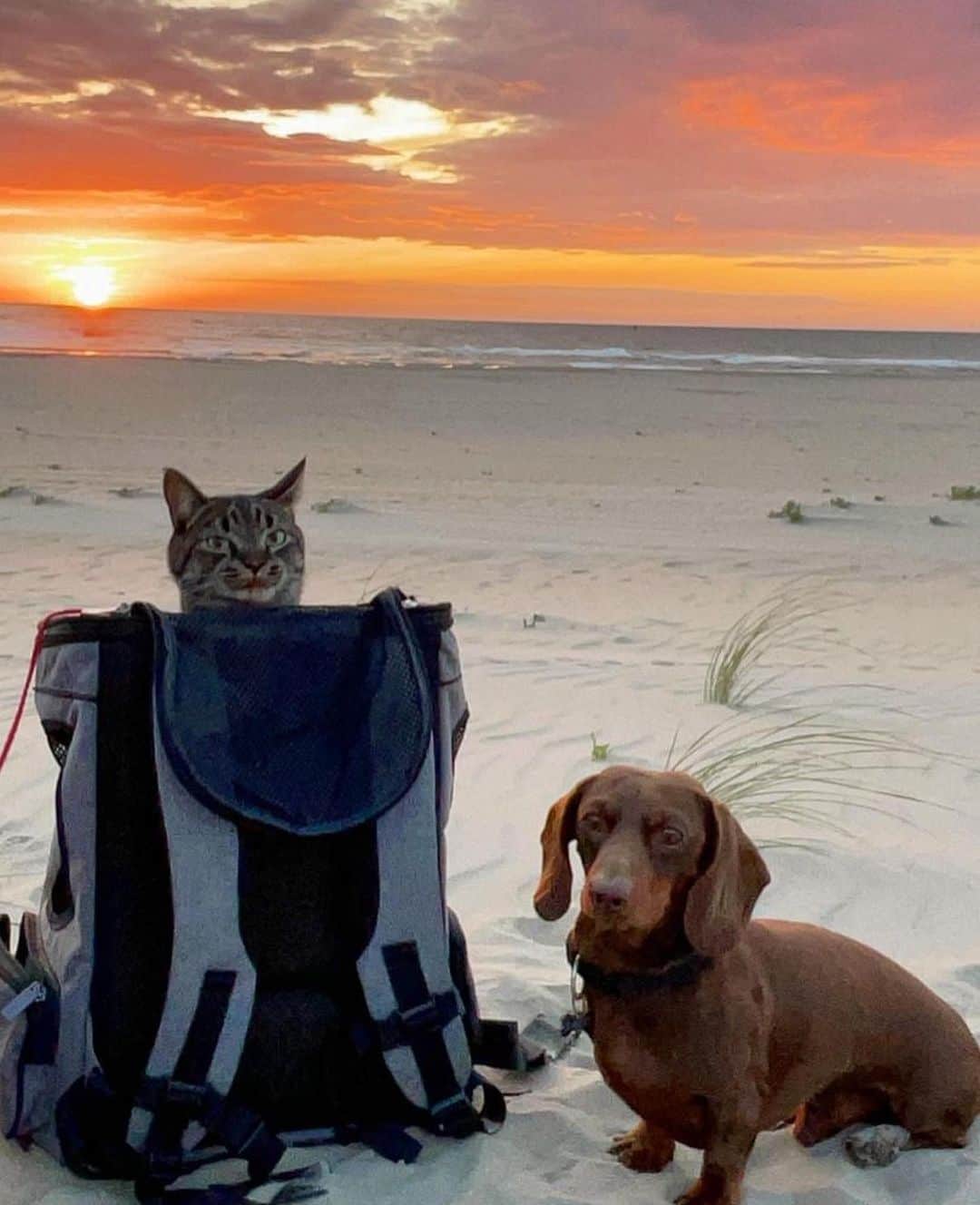 Bolt and Keelのインスタグラム：「Good friends make for good adventures🐾🌤️  @adventrapets ➡️ @oliverscatventures @lil.wim  —————————————————— Follow @adventrapets to meet cute, brave and inspiring adventure pets from all over the world! 🌲🐶🐱🌲  • TAG US IN YOUR POSTS to get your little adventurer featured! #adventrapets ——————————————————」