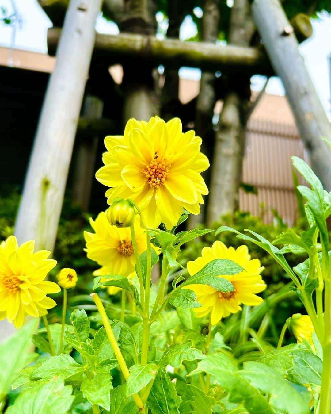 大越かず江さんのインスタグラム写真 - (大越かず江Instagram)「✨💛YELLOW POWER💛✨  おはようございます☀️  今日も蒸し暑いですねぇ(*´﹃｀*)💦  そんな日は💛 ビタミンCOLORの黄色で POWER CHARGE‼️😊✌️‼️  今日も元気いっぱいᕕ( ᐛ )ᕗ 頑張ろぉ〜(՞ •̀֊•́՞)ฅ❤️‍🔥  ✨✨✨✨✨✨✨✨✨✨✨✨✨✨✨✨  ✨💛YELLOW POWER💛✨  good morning ☀️  It's hot and humid again today (*´﹃｀*)💦  On days like that💛 POWER CHARGE with yellow vitamin COLOR‼️😊✌️‼️  Full of energy today ᕕ( ᐛ )ᕗ Let's do our best~ (՞ •̀֊•́՞)ฅ❤️‍🔥  ✨✨✨✨✨✨✨✨✨✨✨✨✨✨✨✨   #flowers  #花のある暮らし  #お花が好きな人と繋がりたい  #ビタミンカラー  #yellow  #黄色 #美  #生きる意味 #sexy #セクシー系  #写真好きな人と繋がりたい #女優好きな人と繋がりたい #美意識人と繋がりたい #幸福 #happy #東京 #tokyo #日本 #japan  #美魔女モデル #actress  #資格マニア  #スマイル #笑顔 #followforfollowback #ポートレート女子 #loveyou #仲間募集  #空が好きな人と繋がりたい」6月28日 8時59分 - bluemoonseasky