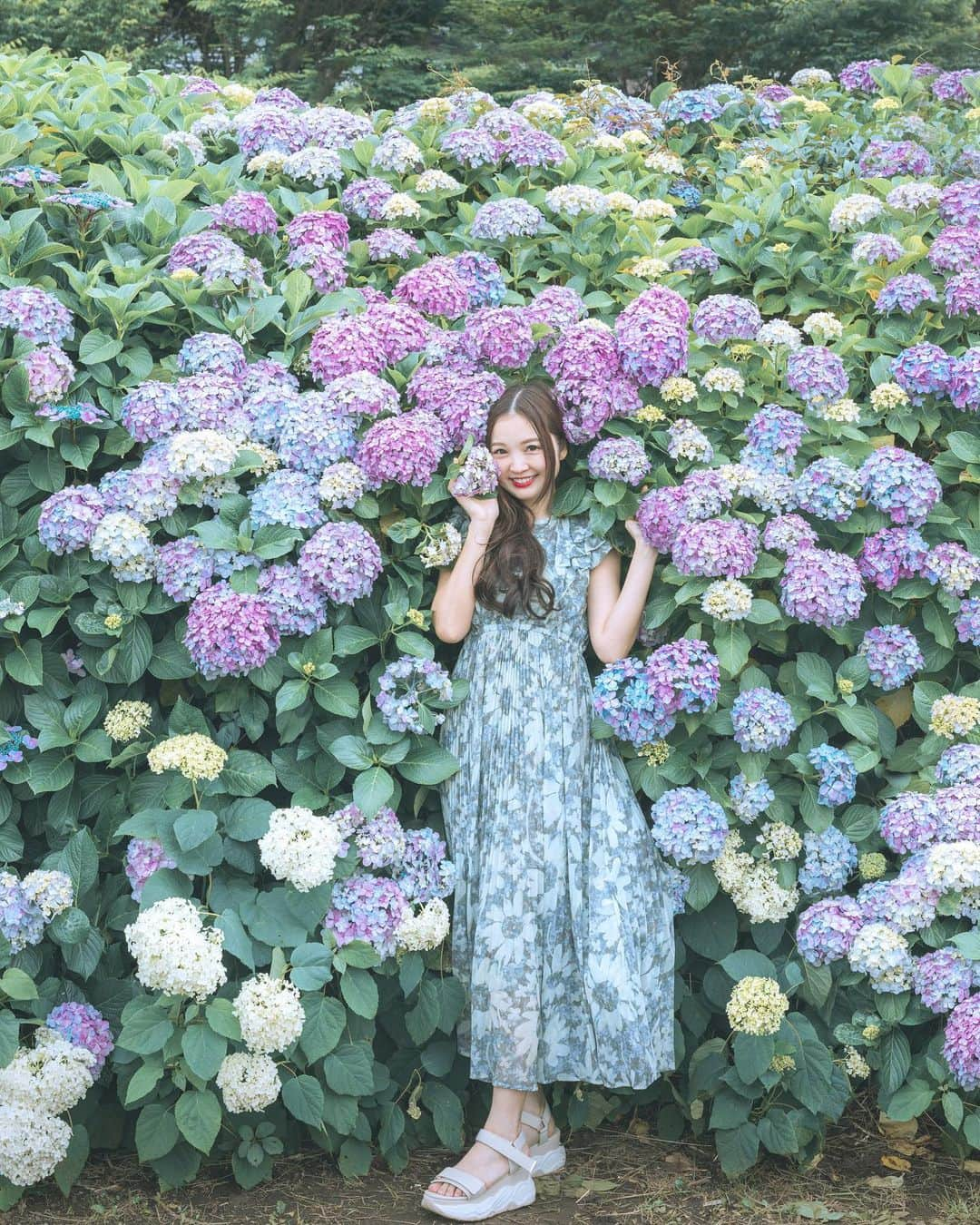 ももせゆきのインスタグラム：「🐌 💠🌿‬  もうすぐ6月が終わりですね☔️ 来月末は楽しみな旅行が待ってるから明後日からの6連勤頑張ろう😩  みなさんは夏どこに旅行行きますか？👜  📍location 旧中川河川敷/東京都 ・ ・  #旧中川河川敷 #紫陽花 #アジサイ  #Tokyo #東京観光 #東京観光スポット   #紫陽花ポートレート  #daily_photo_jpn  #team_jp_ #japan_daytime_view #genic_mag #IGersJP #retrip_nippon #hubsplanet  #カメラ女子 #カメラ好きな人と繋がりたい #ファインダー越しの私の世界 #tokyocameraclub  #タビジョ#art_of_japan_ #hellofrom #whim_member #japan_of_insta#写真撮ってる人と繋がりたい#beautifuldestinations #canon_photos  #thetunneloflove #lovers_nippon  #eclectic_shotz」