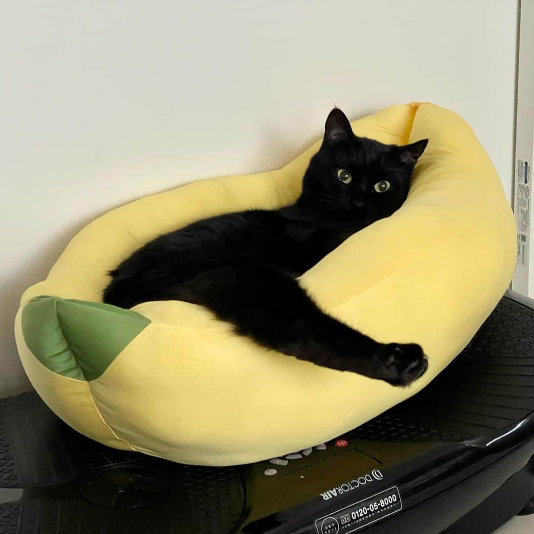 田中要次のインスタグラム：「クマコの「く」！ #猫Kumako #Bo_nyans #猫のいる暮らし」