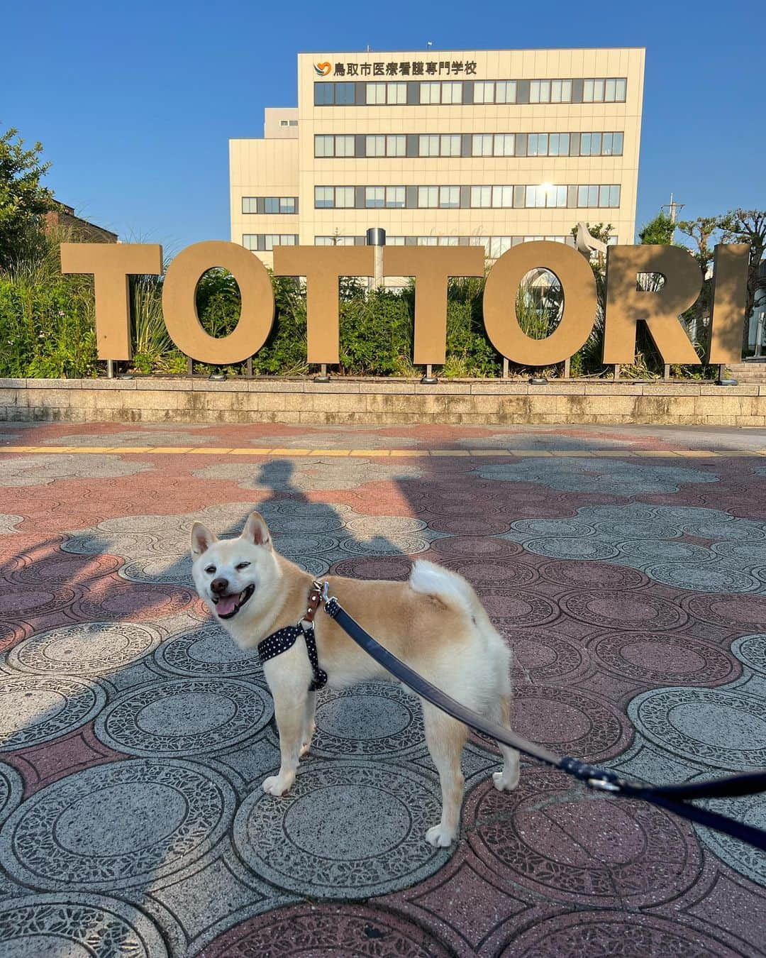 u-meK00000000 YUMIKO HORIKIRI ZUMBA さんのインスタグラム写真 - (u-meK00000000 YUMIKO HORIKIRI ZUMBA Instagram)「鳥取市へ🚗 ドライブおでかけ大好きすぎる 湖太郎🐕 @kotamiraizm   ぱぱが打ち合わせしてる間に カインズ、 #ワークマン女子 、 丸由百貨店、 ジェラート屋さん、 に行ってみたよ😄  旬なので、大栄スイカ🍉を買いたかったんだけど時間がなくて寄れずにざんねーん😅  #とっとり #鳥取 #いぬとおでかけ #いぬとの暮らし #しばいぬ #まめしば」6月28日 9時32分 - yumikohorikiri