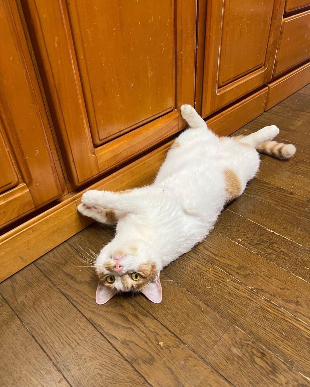 Kachimo Yoshimatsuさんのインスタグラム写真 - (Kachimo YoshimatsuInstagram)「あつい。 あつい。  #うちの猫ら #猫 #ねこ #oinari #ニャンスタグラム #にゃんすたぐらむ #ねこのきもち #cat #ネコ #catstagram #ネコ部 http://kachimo.exblog.jp」6月28日 9時46分 - kachimo