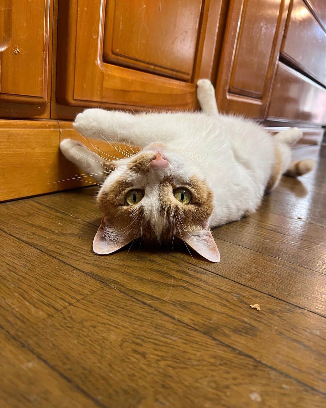 Kachimo Yoshimatsuさんのインスタグラム写真 - (Kachimo YoshimatsuInstagram)「あつい。 あつい。  #うちの猫ら #猫 #ねこ #oinari #ニャンスタグラム #にゃんすたぐらむ #ねこのきもち #cat #ネコ #catstagram #ネコ部 http://kachimo.exblog.jp」6月28日 9時46分 - kachimo