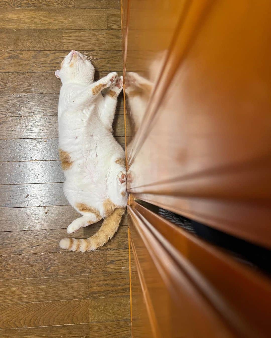 Kachimo Yoshimatsuのインスタグラム：「あつい。 あつい。  #うちの猫ら #猫 #ねこ #oinari #ニャンスタグラム #にゃんすたぐらむ #ねこのきもち #cat #ネコ #catstagram #ネコ部 http://kachimo.exblog.jp」