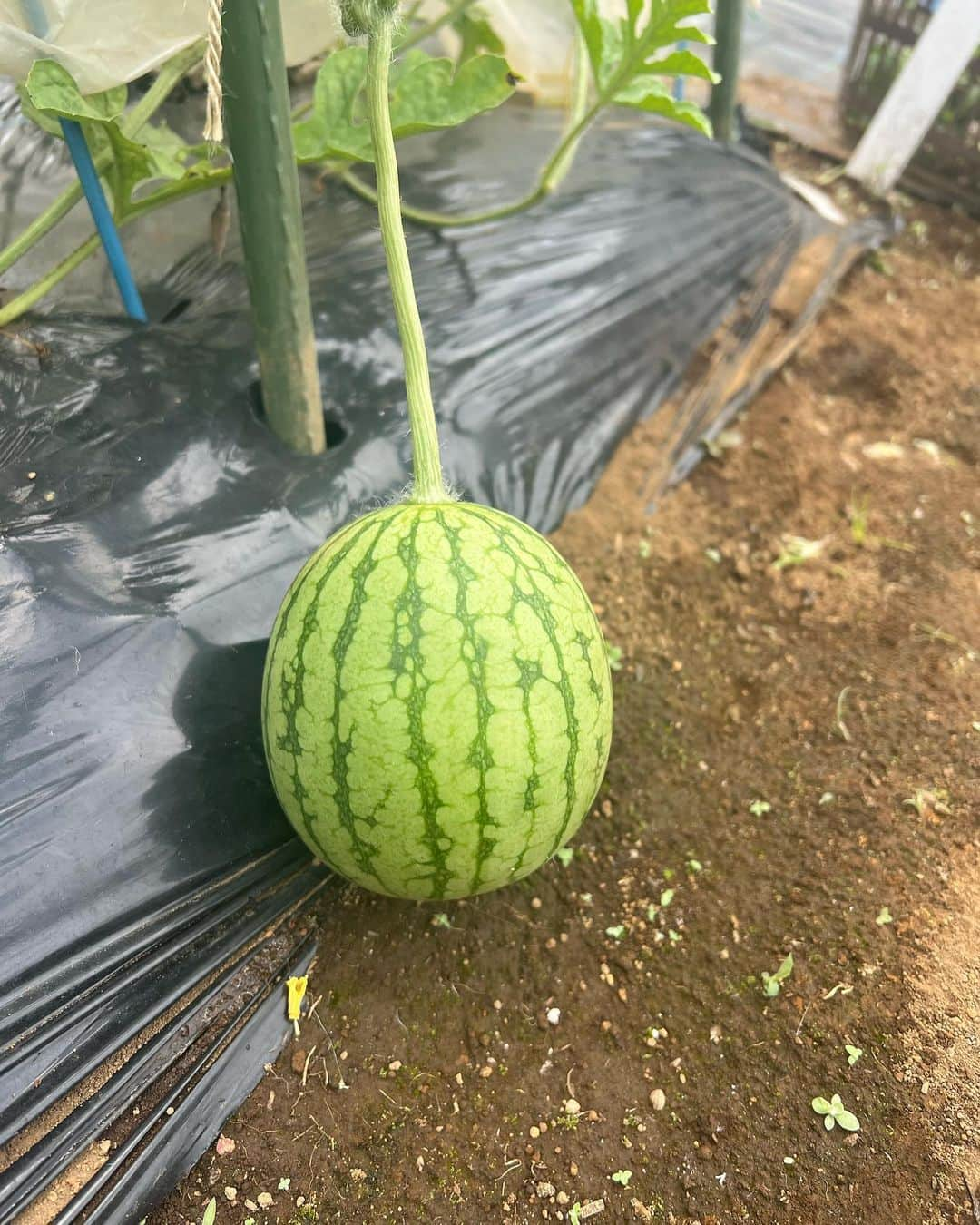 前田ゆかさんのインスタグラム写真 - (前田ゆかInstagram)「畑で感じる夏も3度目になるけれど、やっぱりそこにはハッとさせられる新しい発見がある！  アーティチョークの花💜 初めて見たこの神秘的な美しさ。  しばらく吸い込まれるように眺めて 力強さ生命力を感じる魅惑の花。 畑に来るたびに　 まだ咲いてるかな？ とワクワク楽しませてくれます！  今育てているのはトマトとスイカ！  スイカはいつの間にか😁 大変だなぁーと思っていたら こんな丸になっていてまた吃驚。  夏の畑はとてもパワフル⤴️  #無農薬栽培  #無農薬野菜  #まえゆか畑日記  #今年の夏もパワフル #自然の力は素晴らしい  #魅惑のアーティチョーク #ありがとうが溢れる #鳥に食べられないように」6月28日 9時50分 - maeyuka