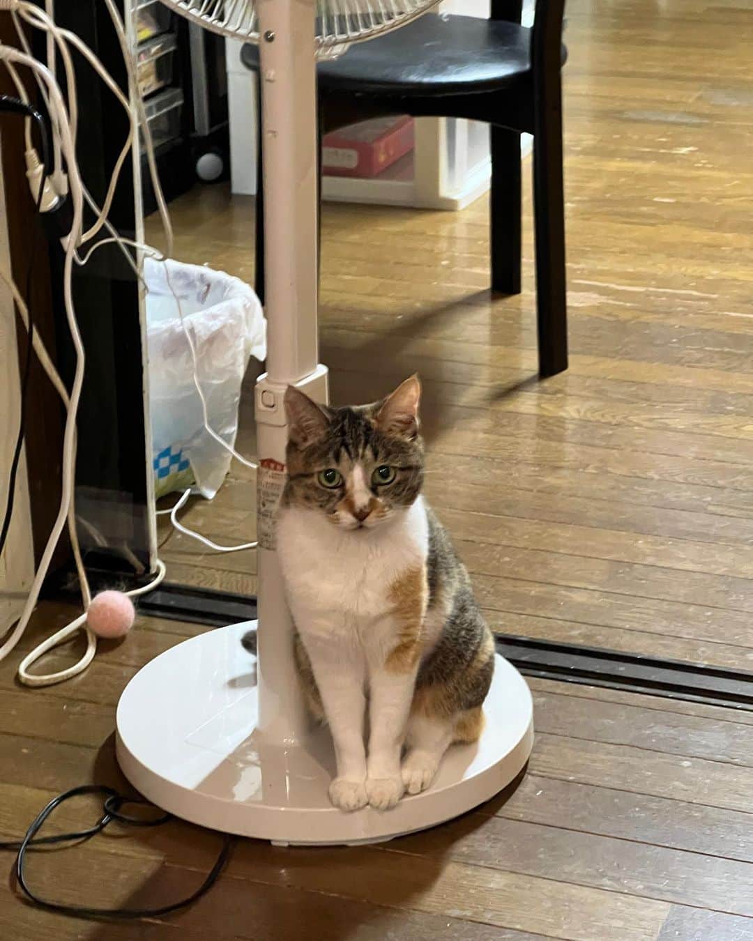 Kachimo Yoshimatsuのインスタグラム：「扇風機をつけてくれた。  #うちの猫ら #猫 #ねこ #castella #ニャンスタグラム #にゃんすたぐらむ #ねこのきもち #cat #ネコ #catstagram #ネコ部 http://kachimo.exblog.jp」