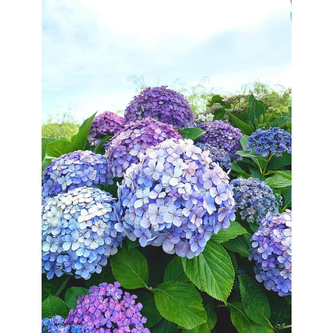 浅田梨奈のインスタグラム：「もうすぐ6月も終わり☔️ 暑いのは好きじゃないけど夏晴れは好き☀️🌈  7月のスケジュールです🏖☀️ 1日 MKボウル上賀茂様 2日 ミスズボウル様 6-8日 六甲クイーンズ 9日 サンボウル岡崎店様 10日 立川スターレーン 11日 所沢スターレーン 12日 富津スターレーン 13日 本八幡スターレーン 14日 高尾スターレーン 15日 ラウンドワンドリームゲーム2023 16日 ボウリングクオリア様 18日 本八幡スターレーン 20-23日 東海オープン 27-30日 大岡産業レディース  7月は公式戦が3試合あります！ 最後までバテずに 上を目指して臨みます！ 応援よろしくお願いします📣✊🏻  見納めの紫陽花💠🫧 #bowling #ボウリング #プロボウラー #浅田梨奈 #7月スケジュール」