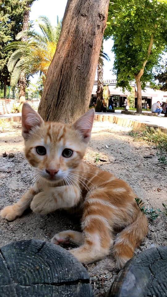 感動猫動画のインスタグラム：「広場で出会った子猫が猫パンチしてきた #istanbul #トルコ #イスタンブール #猫 #感動猫動画」