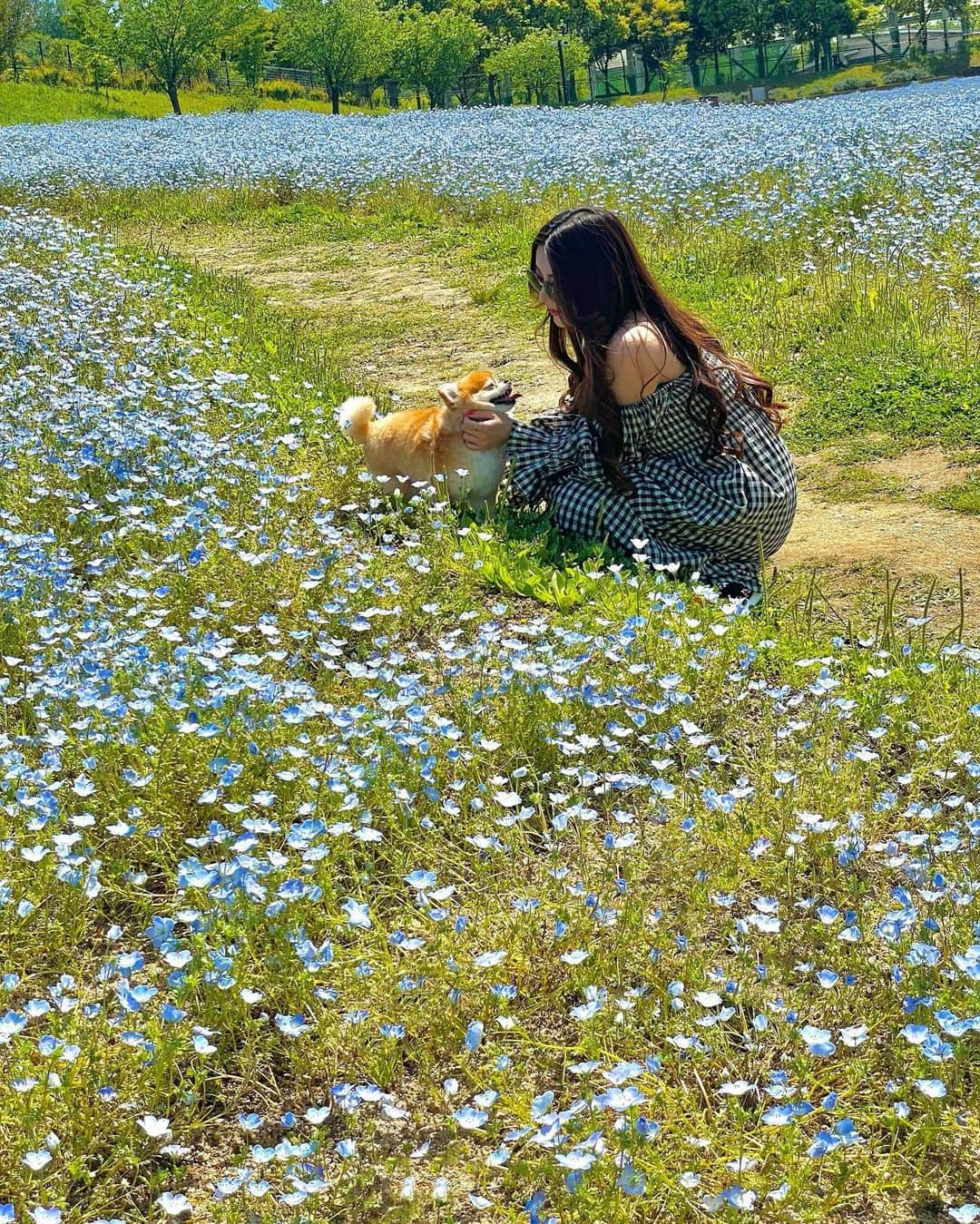 MiyakeKasumi さんのインスタグラム写真 - (MiyakeKasumi Instagram)「ネモフィラ🦋‪  綺麗だった🩵 ロナといっぱい撮った🐶   #時差投稿  #ネモフィラ  #まんのう公園  #ネモフィラブルー  #ネモフィラ畑  #香川  #香川県  #まんのう町 #国営讃岐まんのう公園  #讃岐 #ポメラニアン  #ポメチワ  #お散歩  #インスタ映え  #kagawa  #pomeranian  #🐶」6月28日 6時02分 - 1225kasumi