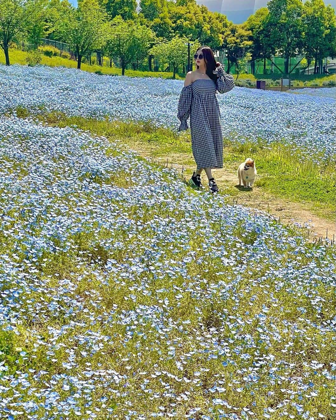 MiyakeKasumi さんのインスタグラム写真 - (MiyakeKasumi Instagram)「ネモフィラ🦋‪  綺麗だった🩵 ロナといっぱい撮った🐶   #時差投稿  #ネモフィラ  #まんのう公園  #ネモフィラブルー  #ネモフィラ畑  #香川  #香川県  #まんのう町 #国営讃岐まんのう公園  #讃岐 #ポメラニアン  #ポメチワ  #お散歩  #インスタ映え  #kagawa  #pomeranian  #🐶」6月28日 6時02分 - 1225kasumi