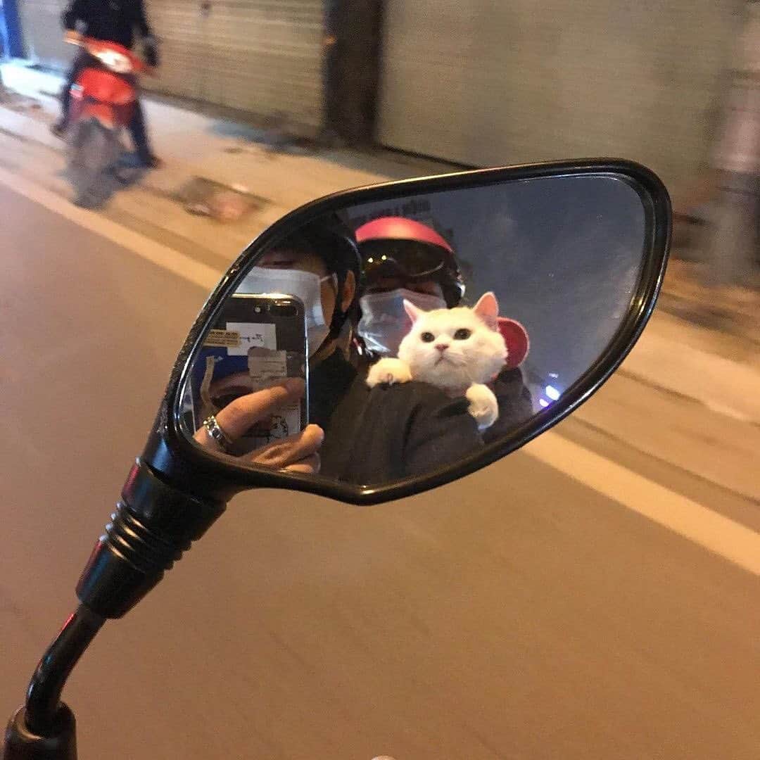 Cute Pets Dogs Catsのインスタグラム：「On a road. 😎  Credit: dm  For all crediting issues and removals pls DM .  Note: we don’t own this video, all rights go to their respective owners. If owner is not provided, tagged (meaning we couldn’t find who is the owner), pls DM and owner will be tagged shortly after.  #chat #neko #gato #gatto #meow #kawaii #nature #pet #animal #instacat #instapet #mycat #catlover #cutecats #cutest #meow #kittycat #topcatphoto #kittylove #mycat #instacats #instacat #ilovecat #kitties #gato #kittens #kitten」