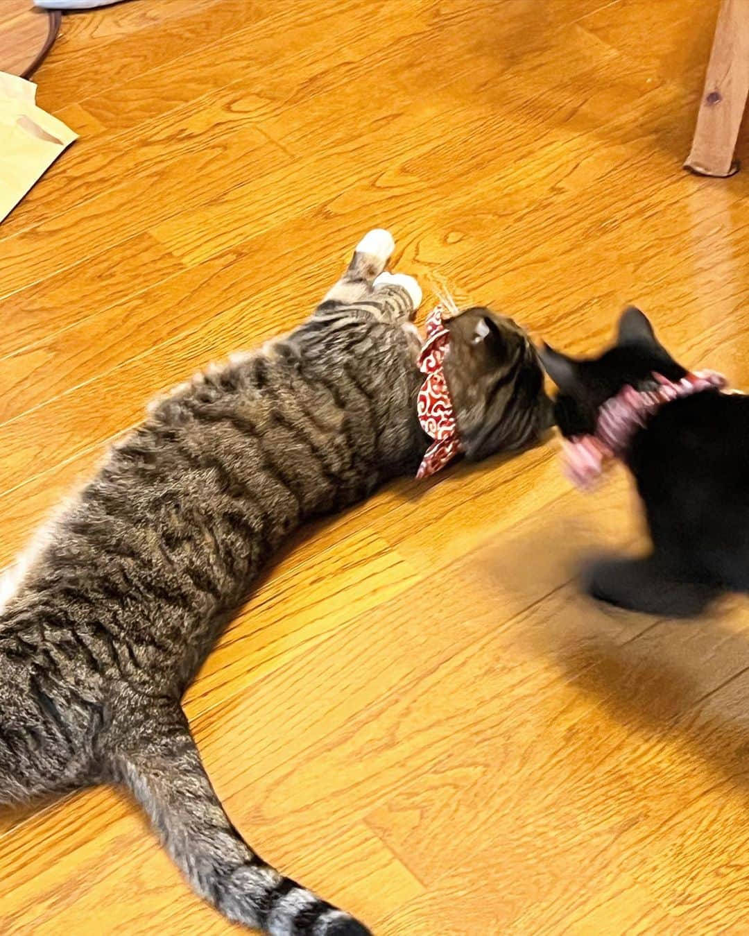 Nahoのインスタグラム