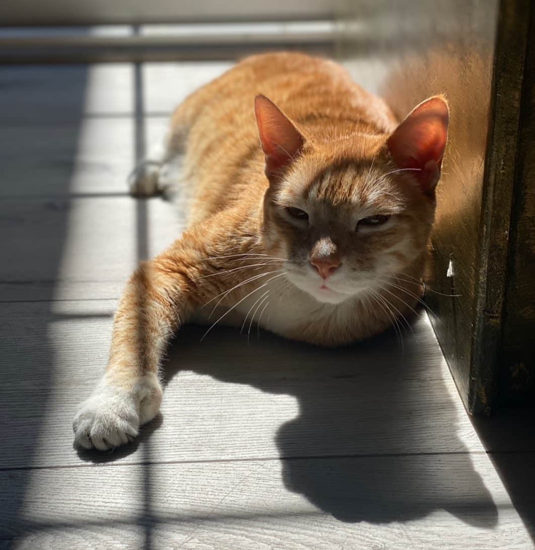 City the Kittyのインスタグラム：「Sunbathing. ☀️   #sunbather #sunshinecat #sunbathing」