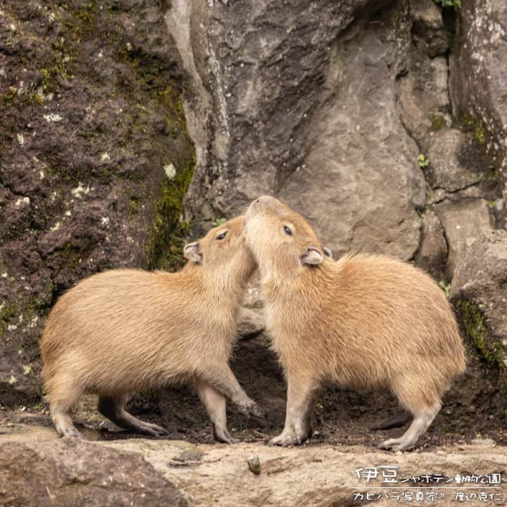 渡辺克仁さんのインスタグラム写真 - (渡辺克仁Instagram)「おはようございます。  #カピバラ #水豚 #capybara #おはよう」6月28日 8時21分 - katsuhito.watanabe