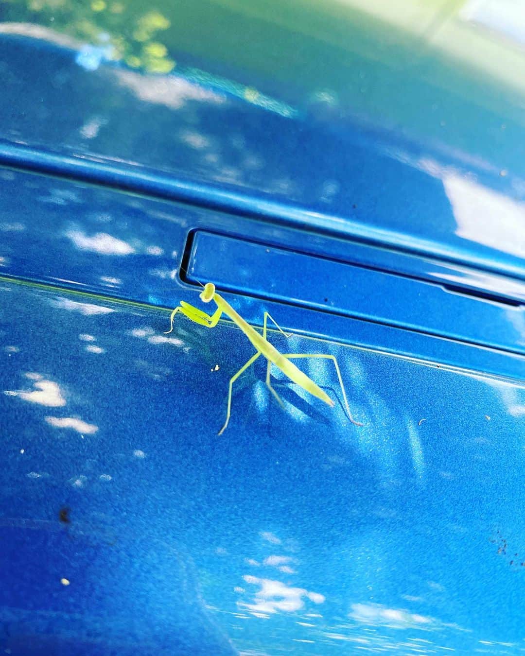 野本かりあのインスタグラム：「子カマキリが、育って緑色に。 成長していく姿が見れて嬉しいな。」