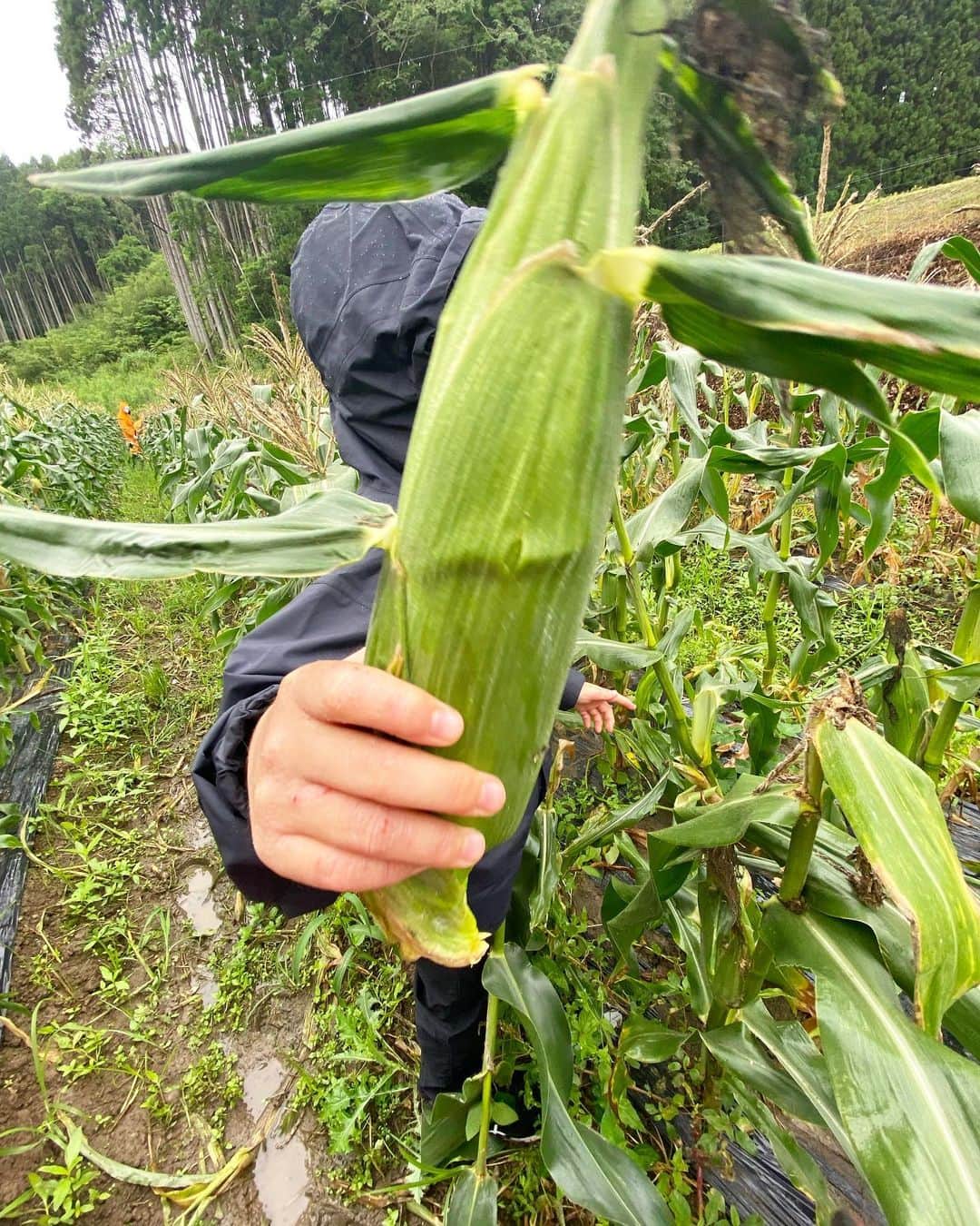 川島恵のインスタグラム：「とうもろこし🌽親子収穫体験🌽小雨の降る中、収穫させていただきました！生え方、収穫時の音、全てにびっくりしていました👀 ・ 甘くてジューシーでとても美味しかったです♪ 農家さん、貴重な体験ありがとうございます！ ・ #とうもろこし #収穫 #収穫体験 #とうもろこし畑 #農業体験 #農家さんありがとう #食育」