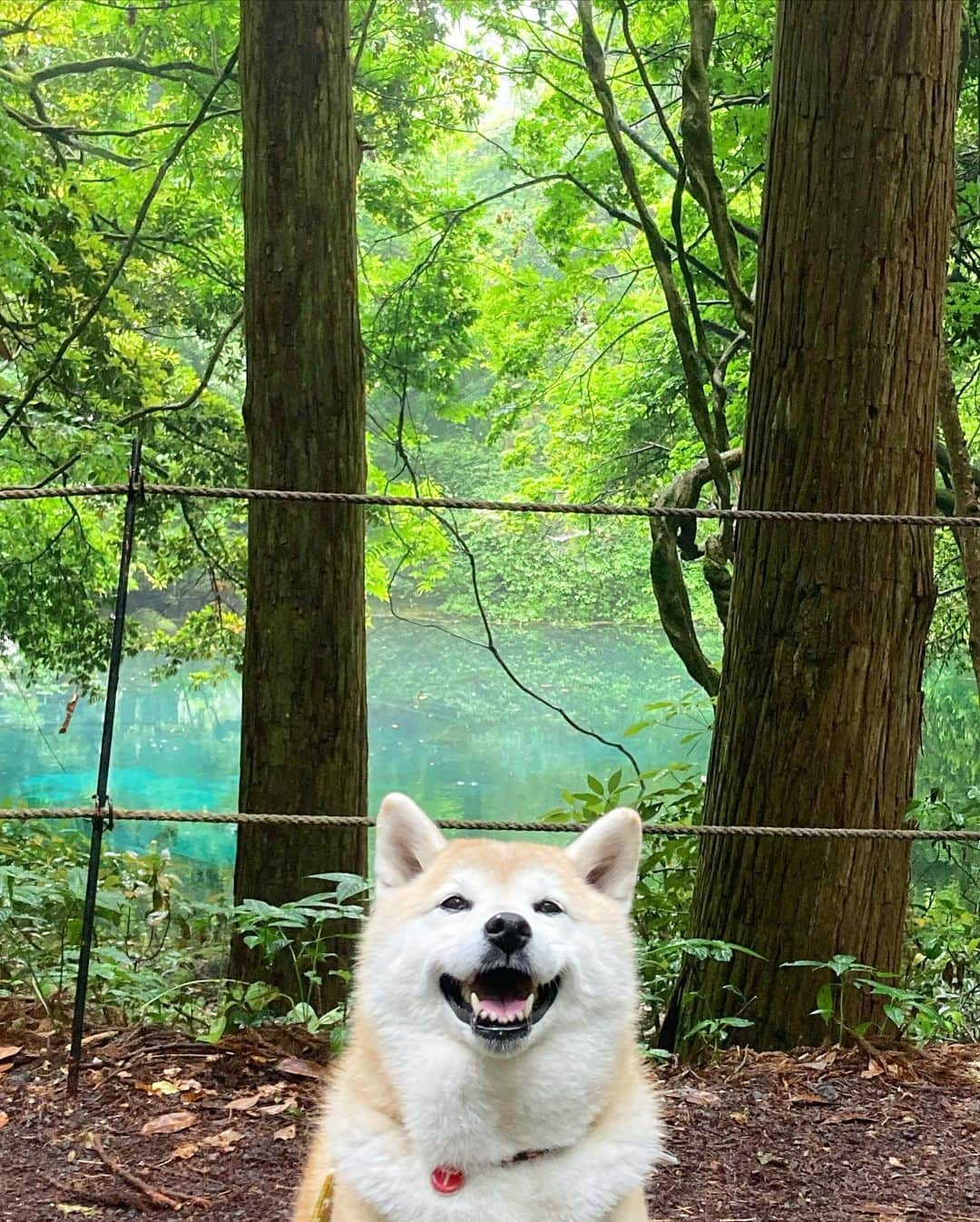 てんパパのインスタグラム：「荘内神社の後は北へ向かいました。 道中空模様が急変し，激しい雷雨に。 道の駅鳥海ふらっとで生牡蠣に舌鼓を打った後、丸池様へ。 湧き水だけで満たされた、幻想的なエメラルドグリーンの池です。 雨上がり、曇天、水蒸気が池や清流から立ち上り、エメラルドグリーンはもしかしたら控えめだったけど、幻想的でオンリーワンの丸池様に出会えたかも。 #丸池様 #道の駅鳥海ふらっと  #遊佐町 #てんこのふるさと旅」