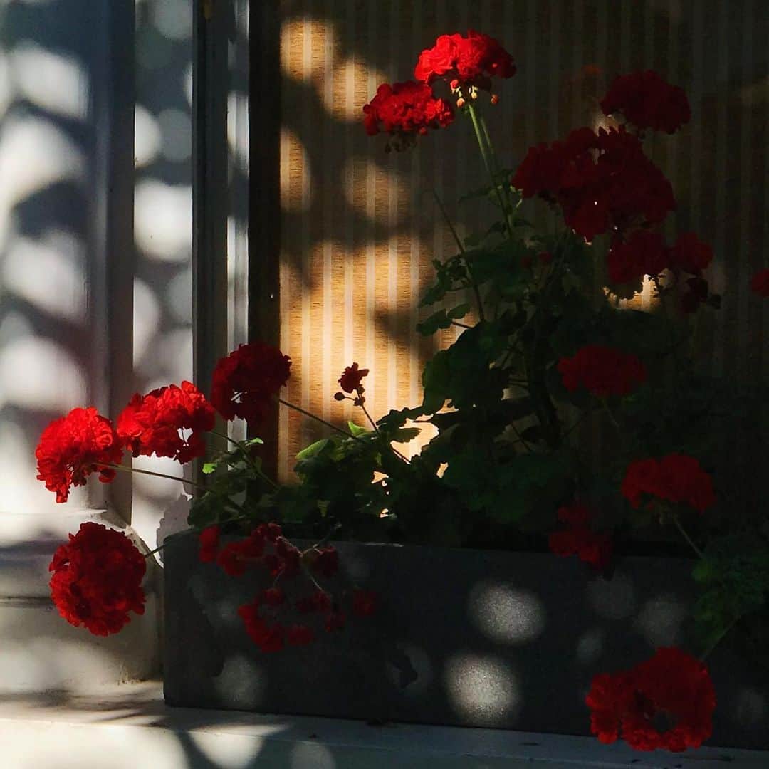 Meganのインスタグラム：「Red geraniums ❤️ . . . . #geraniums #flowers #redflowers #summer #windowsill」