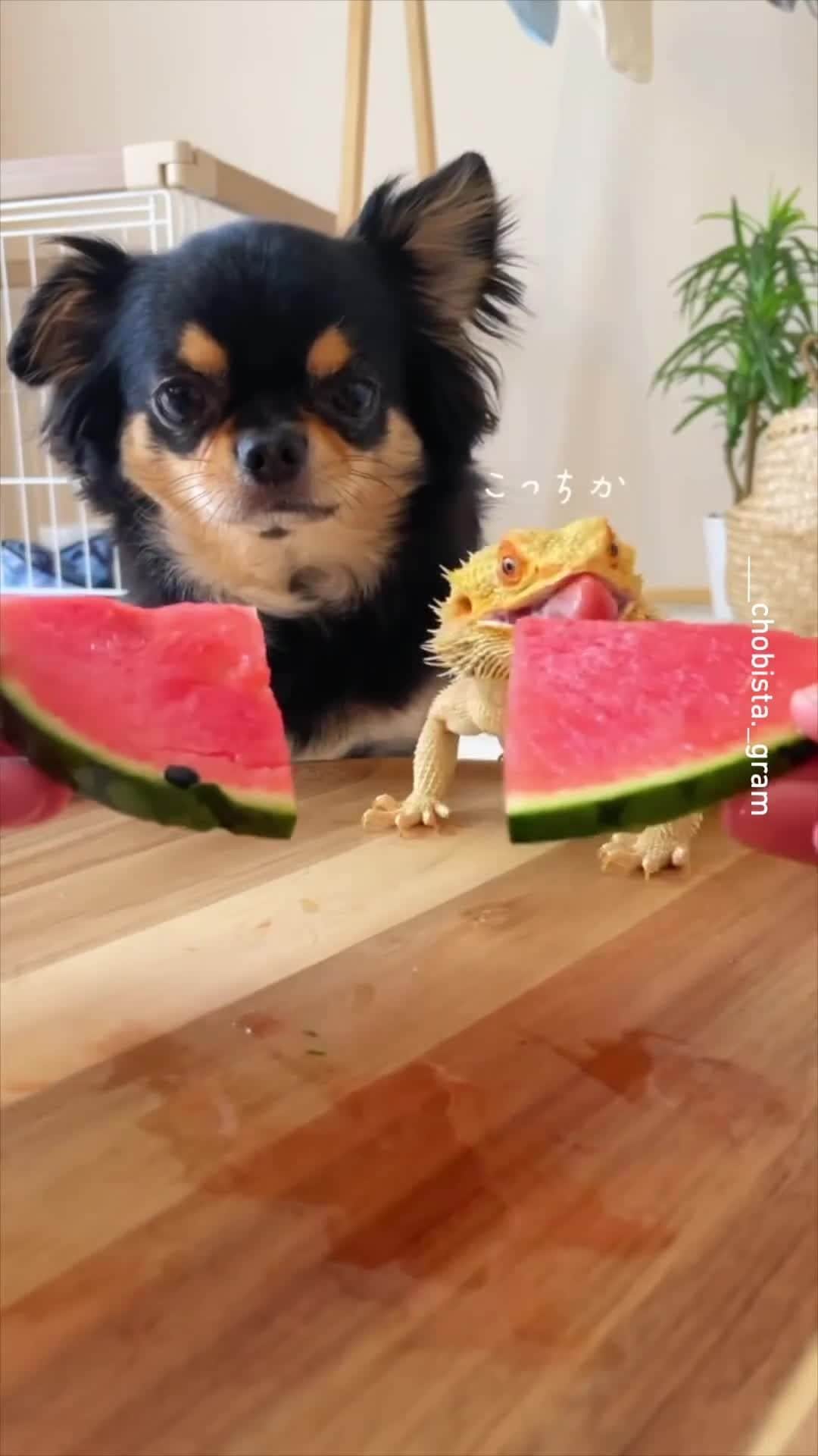 のインスタグラム：「nibble and chomp 📹 @___chobista._gram  - #chihuahua #watermelon #bearddragon #9gag」