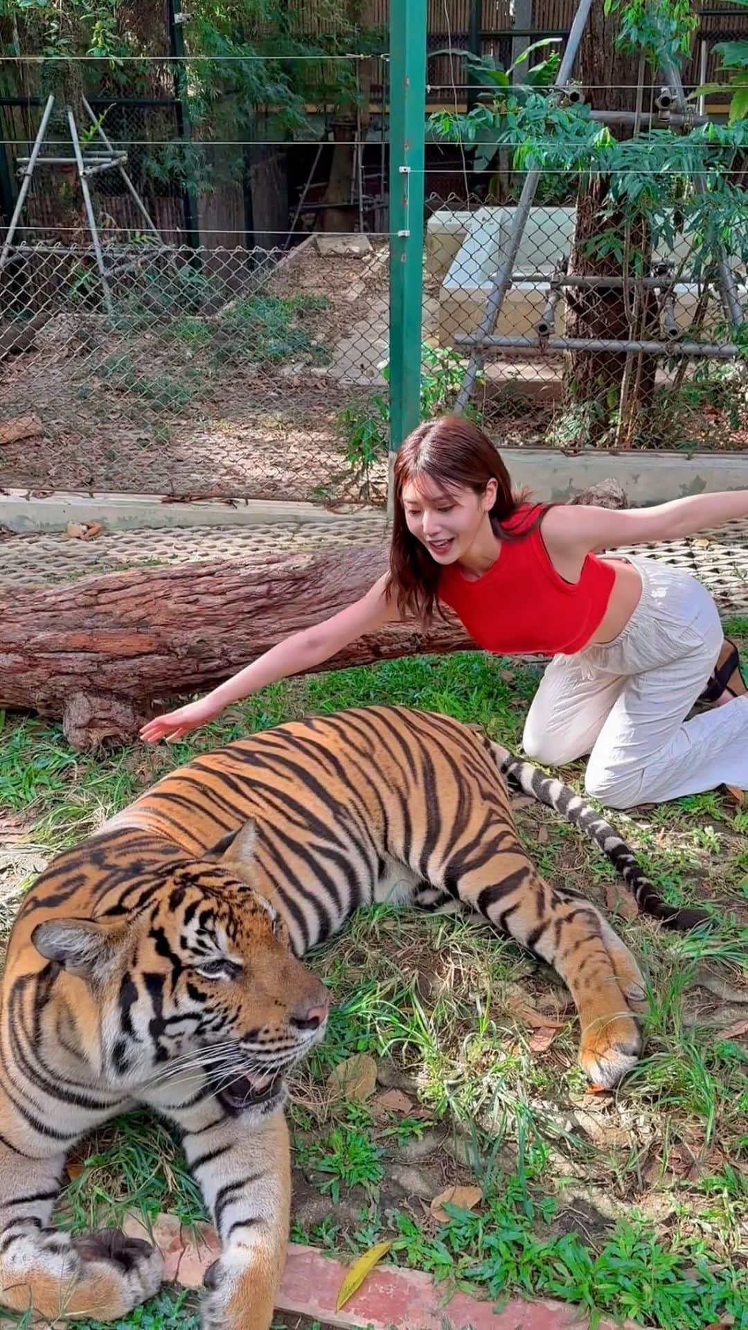 のインスタグラム：「虎に抱きつく〜🐯❤️  今日、YouTubeに プーケットVLOG🇹🇭✈️あげたよ！  色々盛りだくさんなので、観てね〜！  #vlog #プーケット #プーケット旅行 #虎」
