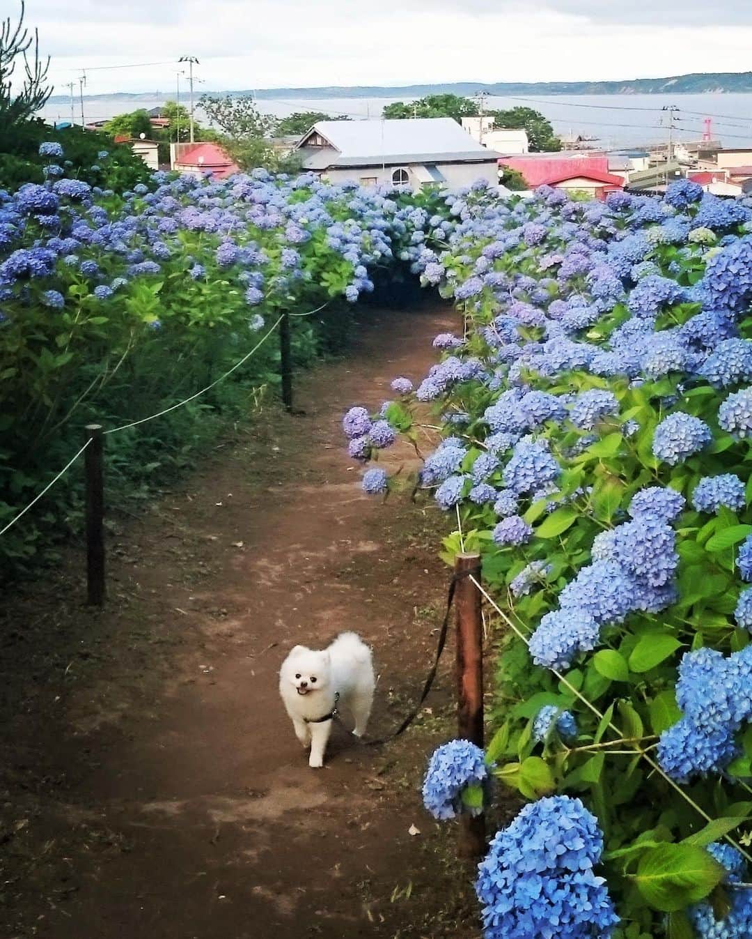 ニコちゃんさんのインスタグラム写真 - (ニコちゃんInstagram)「四季折々の思い出がいっぱい あじさい寺とニコちゃんやっほい🐻‍❄️✨ #あじさい寺 #あじさいに負けないぐらいロイヤルブルーな気持ち #花言葉 #辛抱強い愛情 #愛してる #ポメリズム #ポメラニアン #白ポメ #pomeranian #ありがとう」6月28日 10時56分 - nico_susukita