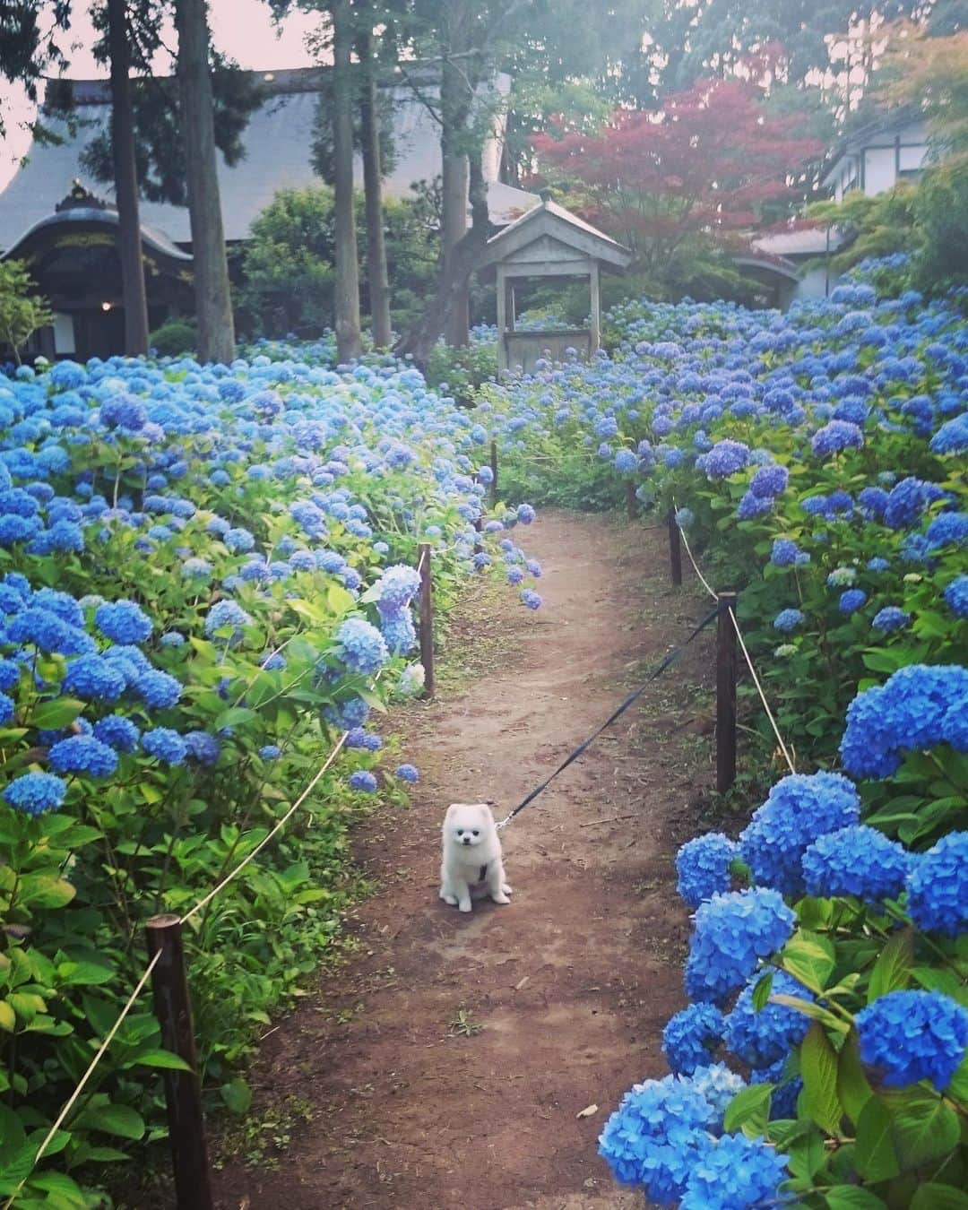 ニコちゃんのインスタグラム