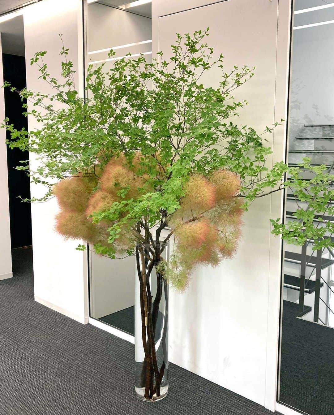 AOYAMA_HANAMOさんのインスタグラム写真 - (AOYAMA_HANAMOInstagram)「装花のご紹介（夏のオフィス装花-1） ・ モフモフとしたスモークツリーに、高さのあるドウダンツツジを合わせたオフィス装花。 梅雨の時期に涼感を誘う取り合わせです。 背の高いガラス花器の中のドウダンツツジの枝もスタイリッシュ。 ・ 羽毛のような独特の花序を持ち、ファンも多いスモークツリー（ハグマノキ・ケムリノキ）ですが、梅雨の短い時期にしか出会えない花材です。 ピンクや濃いピンクもありますが、近年は白グリーンのホワイトファーが最も人気がある印象です。 - - - #aoyamahanamo #青山花茂 #表参道の花屋 #お花のある生活 #花が好きな人と繋がりたい #花を飾ろう #花のある暮らし #花のあるくらし #花のある日常 #スモークツリー #ケムリノキ #ハグマノキ #ドウダンツツジ #枝物 #装花 #活け込み #青山花茂活け込み #オフィス装花 #エントランス装花 #フラワーディスプレイ #季節の装花 #夏の装花 #夏のオフィス装花 #インテリアフラワー」6月28日 11時07分 - aoyama_hanamo