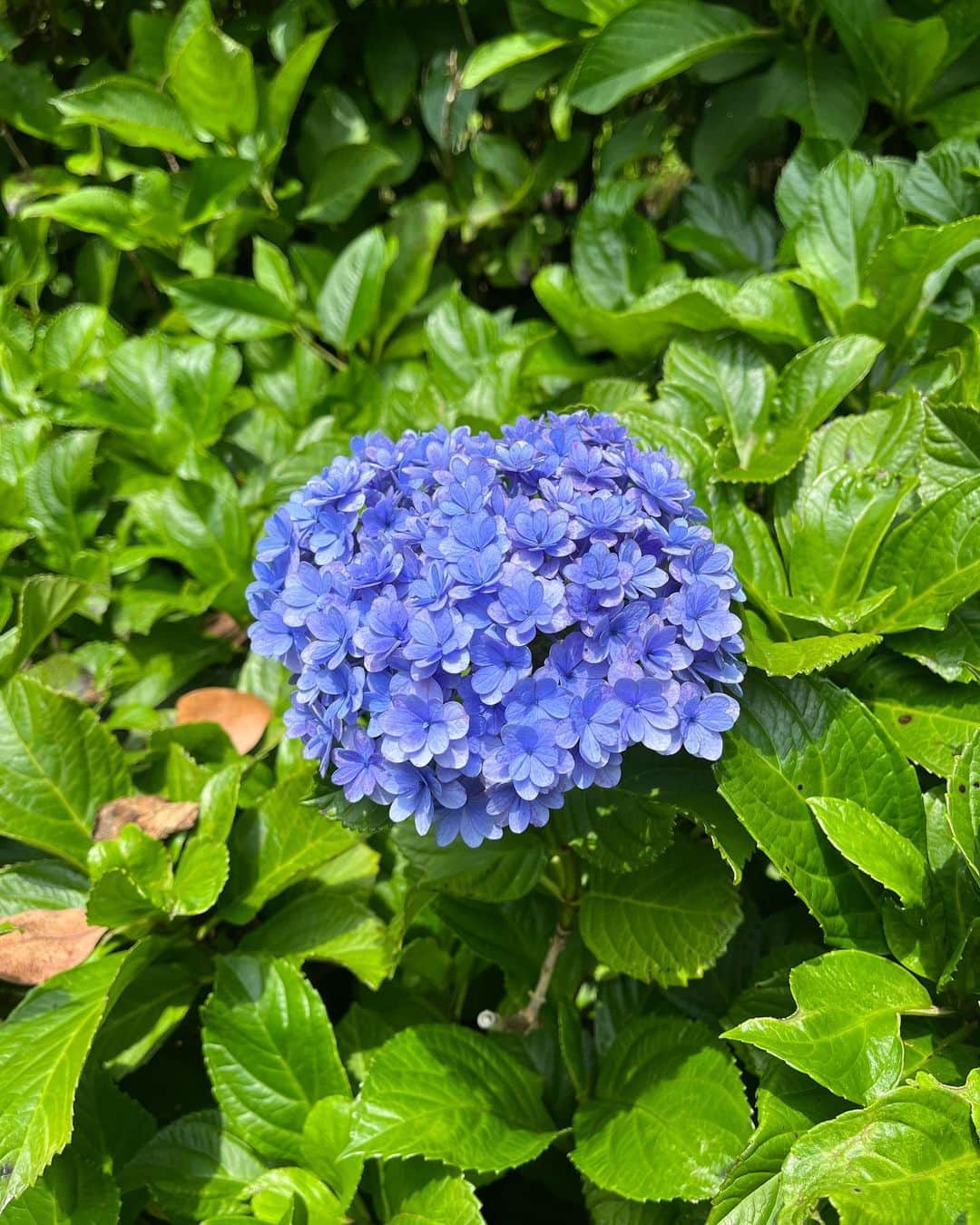 手島優のインスタグラム：「・ 　  暑いですね〜🥵 夏本番が怖くなって来ました💦  昨日お散歩中に怖い事があったのでブログに書きました！  #梅雨　#暑い　#熱中症　#熱中症対策 #貧血　#お散歩　#気をつけて　#日常　#アメブロ #てじ日記」