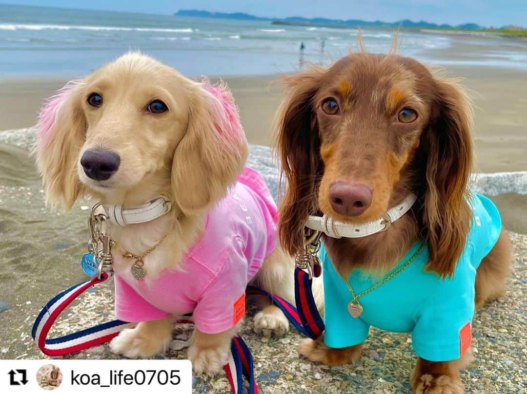 Caluluさんのインスタグラム写真 - (CaluluInstagram)「BEAMS DESIGNのスタンダードシャツを着てくださいました💕  ピンクとターコイズブルーの明るい色で、海とも合いますね〜🏝  とってもお似合いで可愛いです🌺  これからもお出かけのときに仲良く着てくださいね💟  #Repost @koa_life0705 with @use.repost ・・・ 🐾ᵕ̈  コア🤎モナ‎🤍  Sea photo𓇼𓈒𓐍  #海 #千葉 #一宮海岸  #海んぽ #ティアロハハワイ  #beamsdesign  #カルルドッグウェア #カルルわんこの会   #チビモナ  #ミニチュアダックス #ダックスイエロー  #ダックスダップル  #ダックス1歳 #パピー9ヶ月  #パピーのいる暮らし  #仲良し兄妹  #ダックスの日常  #いぬすたぐらむ  #だっくすたぐらむ  #inustagram  #dachshund  #dogstagram  #닥스훈트 #ダックスフンド  #犬のいる暮らし  #たとうがい初心者  #犬好きさんと繋がりたい」6月28日 11時59分 - calulu_dogwear